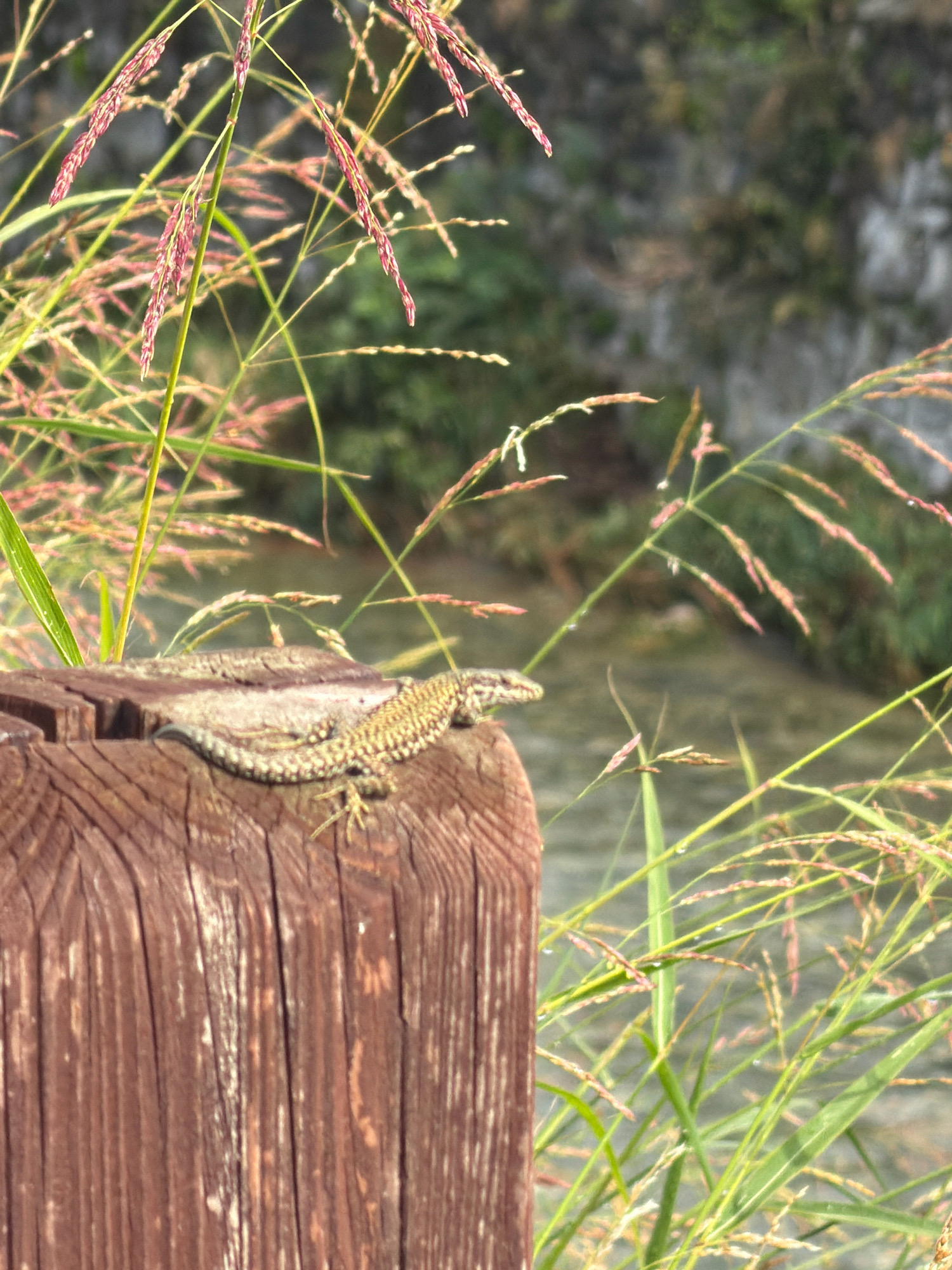 A lizard rests on a weathered, wooden post in Erba, Italy. The lizard is patterned with brown and yellow scales, and its tail curves around the surface of the post. The post is rough, with visible wood grain and vertical cracks. Surrounding the post, tall grasses with pinkish-red seed heads sway in the background, some with water droplets on their blades. The ground behind the post appears to be a body of water or a damp, rocky area, out of focus.