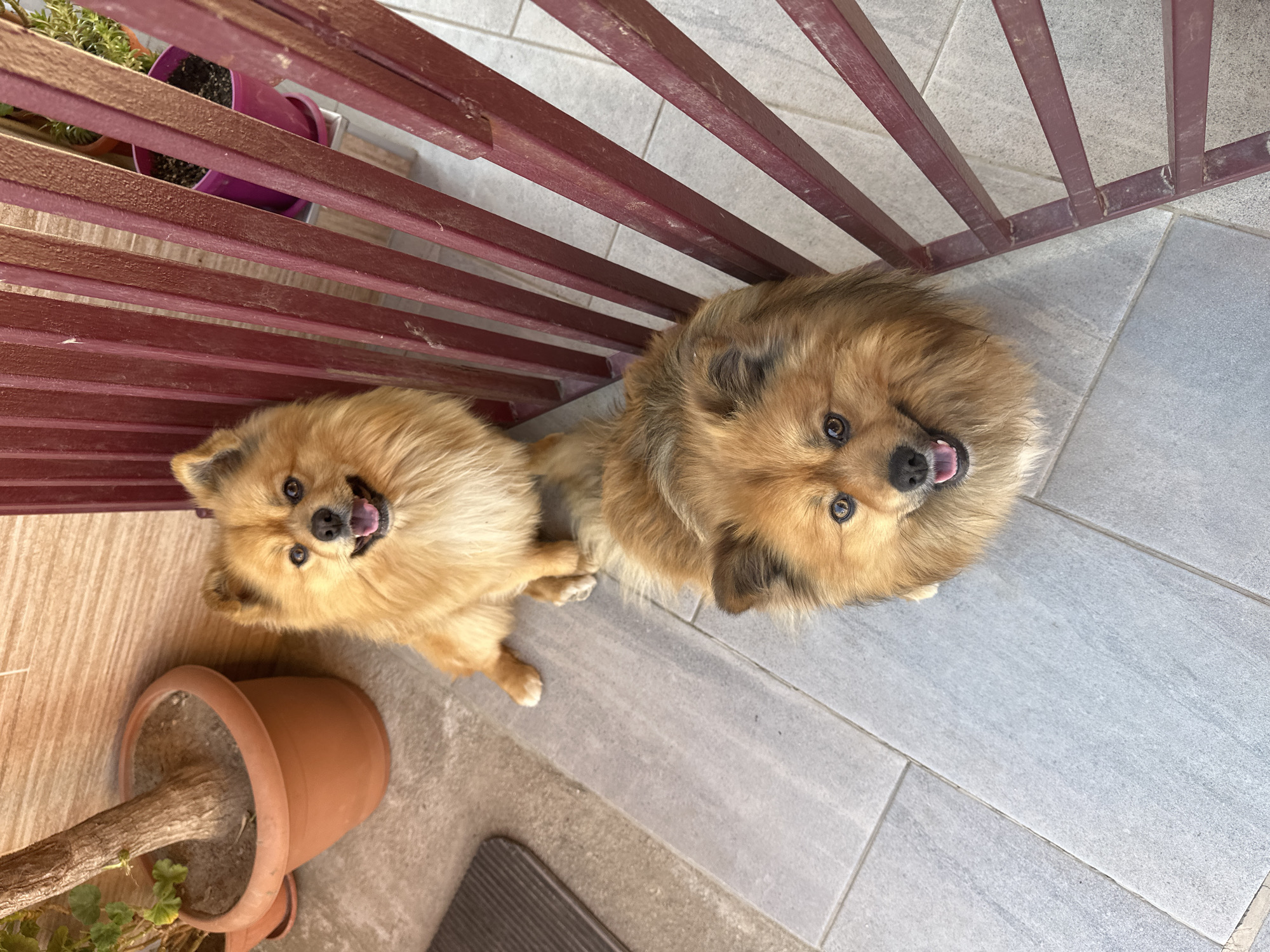 Two Pomeranian dogs are positioned on a tiled surface adjacent to a burgundy railing and flower pots. The tiled surface consists of rectangular tiles with a light gray tone. The burgundy railing is constructed of horizontally arranged bars. A terracotta-colored pot containing a plant is visible on the lower left side of the image. The dogs are looking upwards. The setting is Manole, Bulgaria.