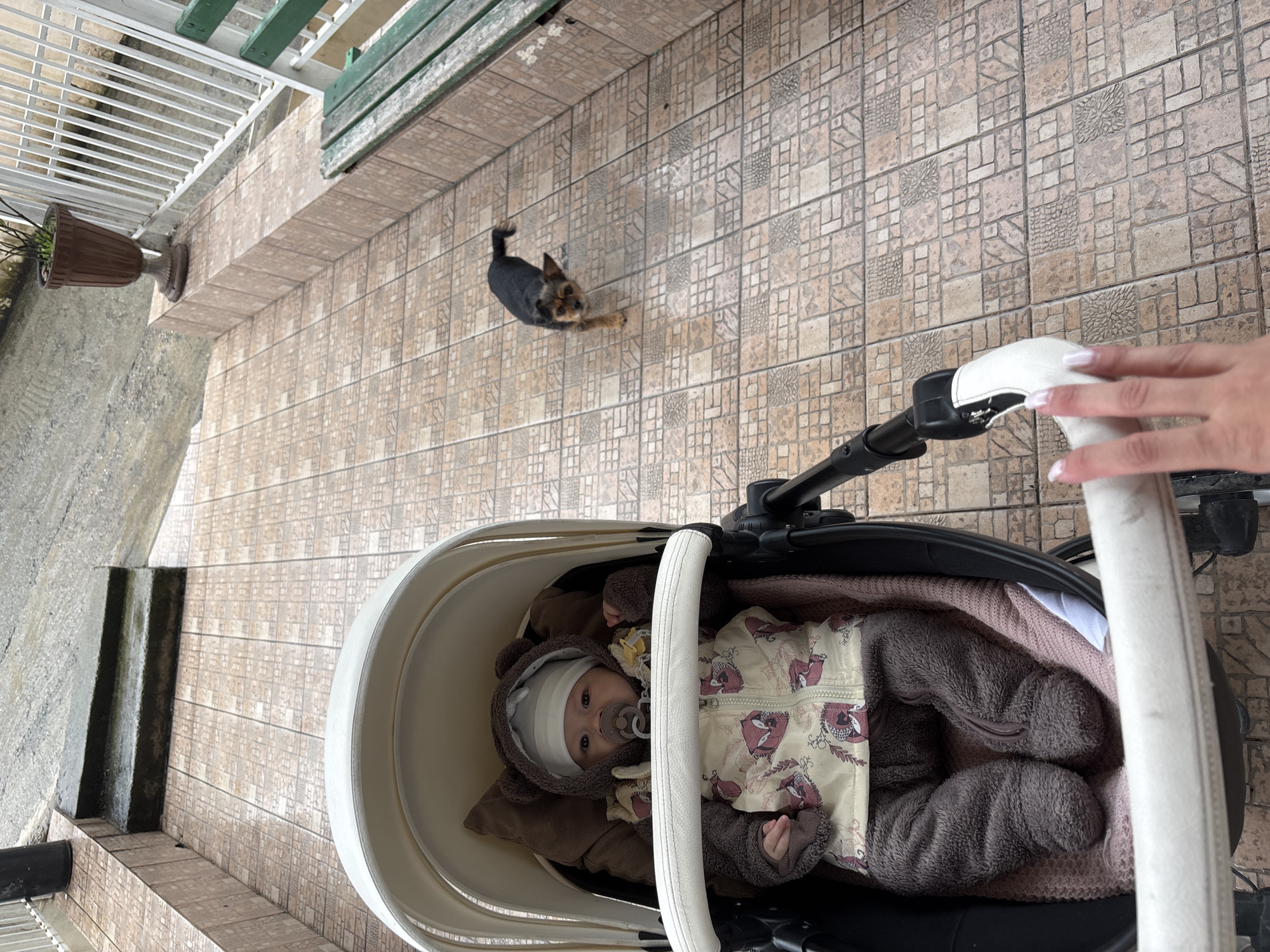 A baby wearing a brown outfit with a white hat and a patterned jacket is lying in a white stroller on a paved terrace. A small black and brown dog is standing on the terrace a few feet away from the stroller. A hand is visible on the handle of the stroller. The terrace is paved with tan and brown tiles. There is a white railing and a potted plant visible. The photo was taken in Sochi, Russia.