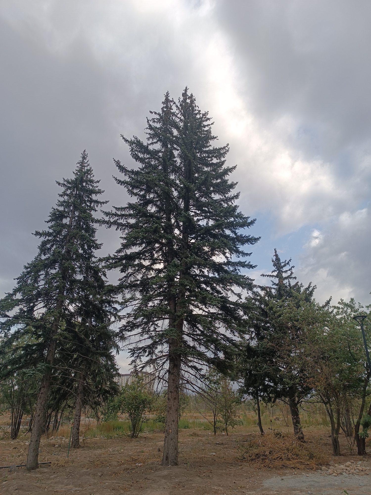 The image depicts a cluster of tall evergreen trees, likely pine or fir, dominating the foreground. The sky above is overcast with patches of lighter clouds allowing some sunlight to break through. The trees are set in a dry, somewhat barren landscape with dry grasses, scattered rocks, and a dirt path visible on the ground. In the mid-ground and background, there are other trees and shrubs, and further back, a large building with multiple floors and numerous windows can be seen, suggesting an urban or semi-urban environment. The overall impression is of a somewhat neglected or undeveloped park area within the city of Bishkek, Kyrgyzstan.