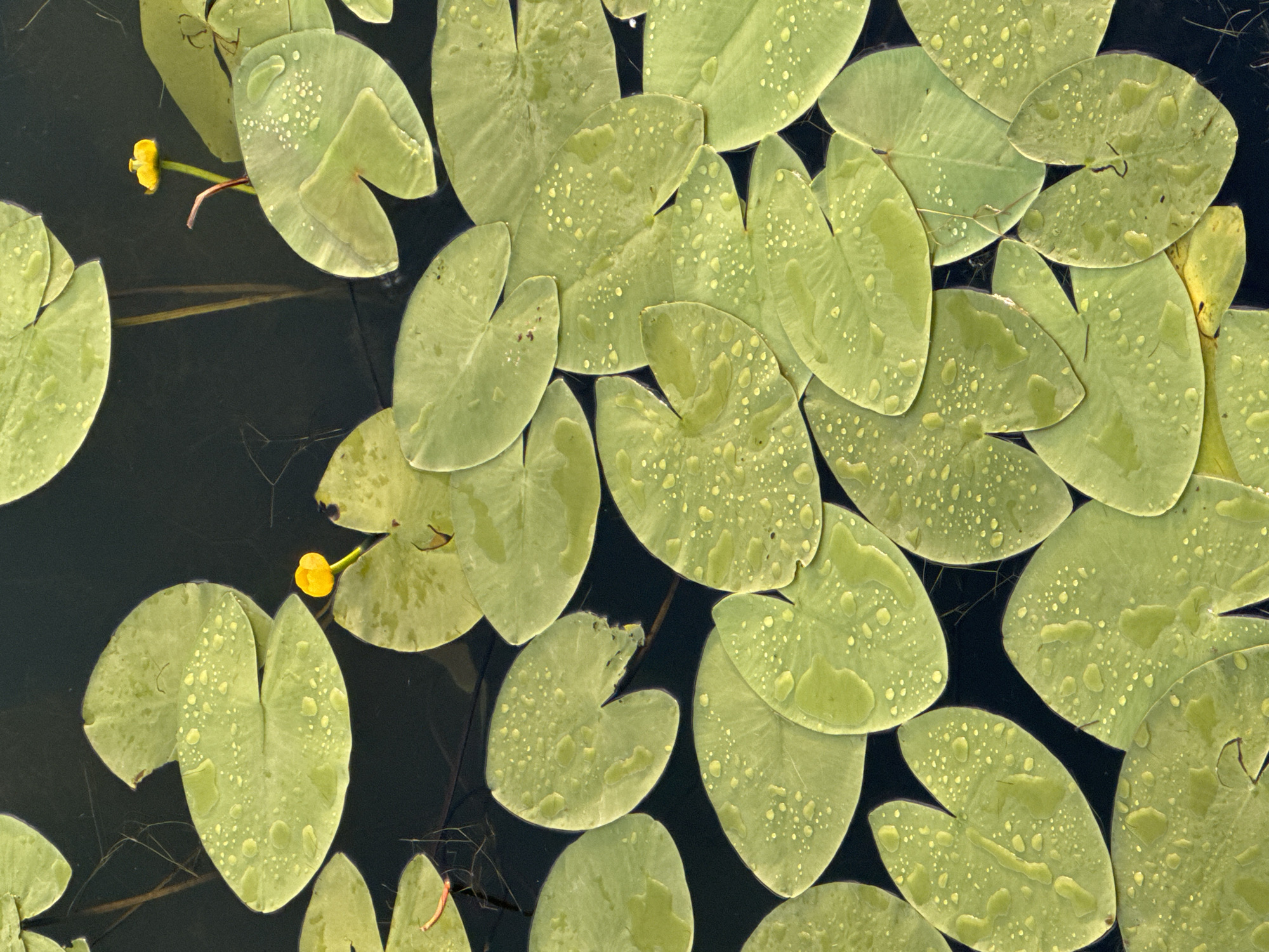 The image displays a close-up, top-down view of several lily pads floating on dark water. The lily pads are a vibrant green and are covered in numerous water droplets, suggesting recent rain or dew. Two small, yellow flowers with reddish stems are visible amongst the pads. The water is still, reflecting the lily pads and creating dark shadows between them. Fine strands of submerged plant matter or debris are also visible beneath the water's surface, adding texture to the dark background. The lighting suggests it could be daytime, possibly morning or after a rain shower, given the droplets on the leaves. The overall impression is one of natural tranquility and the simple beauty of a pond ecosystem. There is no visible text in the image. The context provided places this scene in Nizhny Novgorod, Russia.