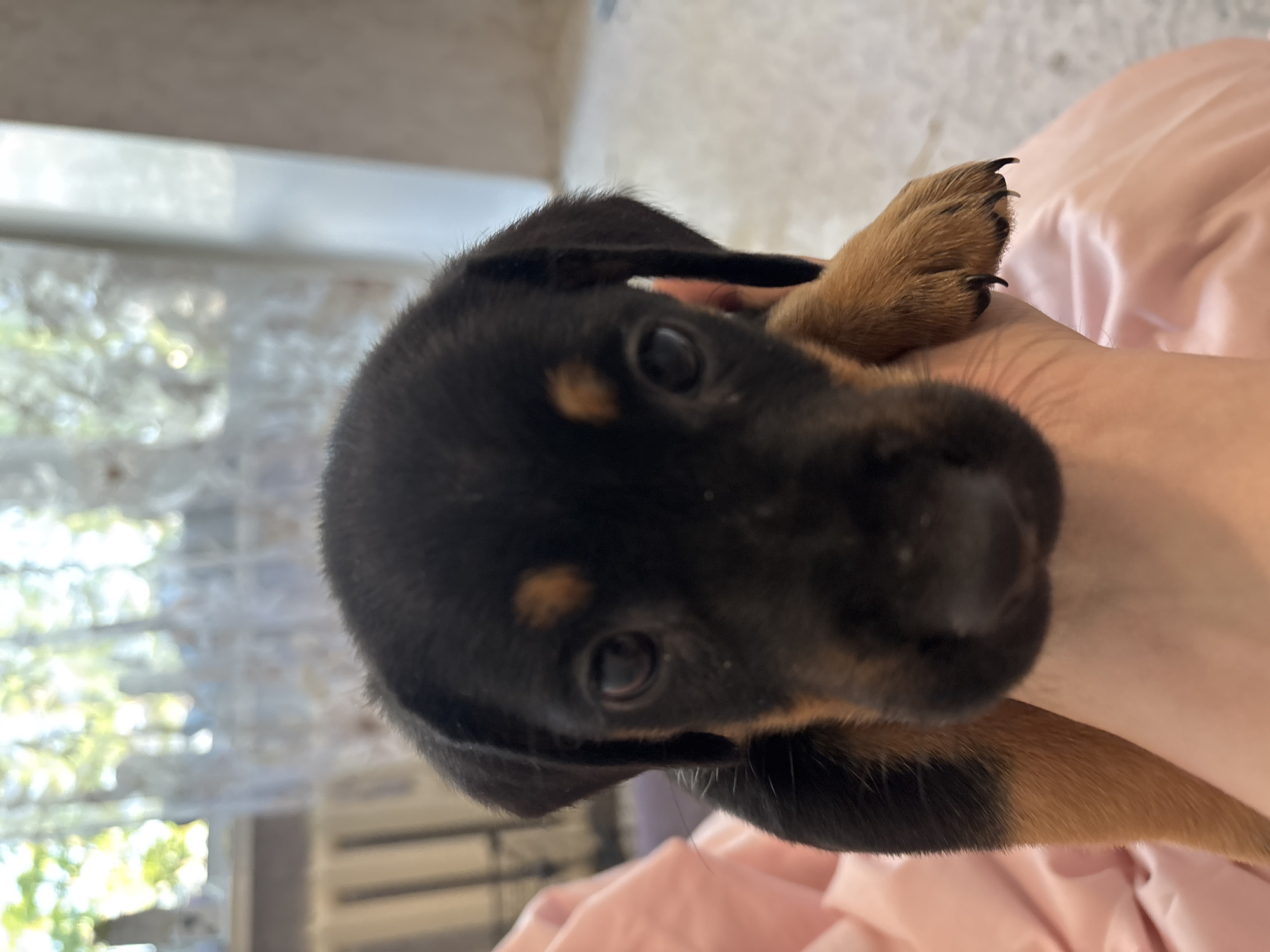 A close-up, slightly tilted, indoor photograph features a puppy being held by a person. The puppy has black fur on its head and back, with brown fur on its legs and face. The puppy's paw is visible, with its claws extended. The person holding the puppy is only partially visible, with their arm and hand supporting the puppy. The background includes a blurred window with a view of trees and foliage, and a pink or peach-colored soft surface, likely a blanket or bedding. Location is Unknown, Unknown.