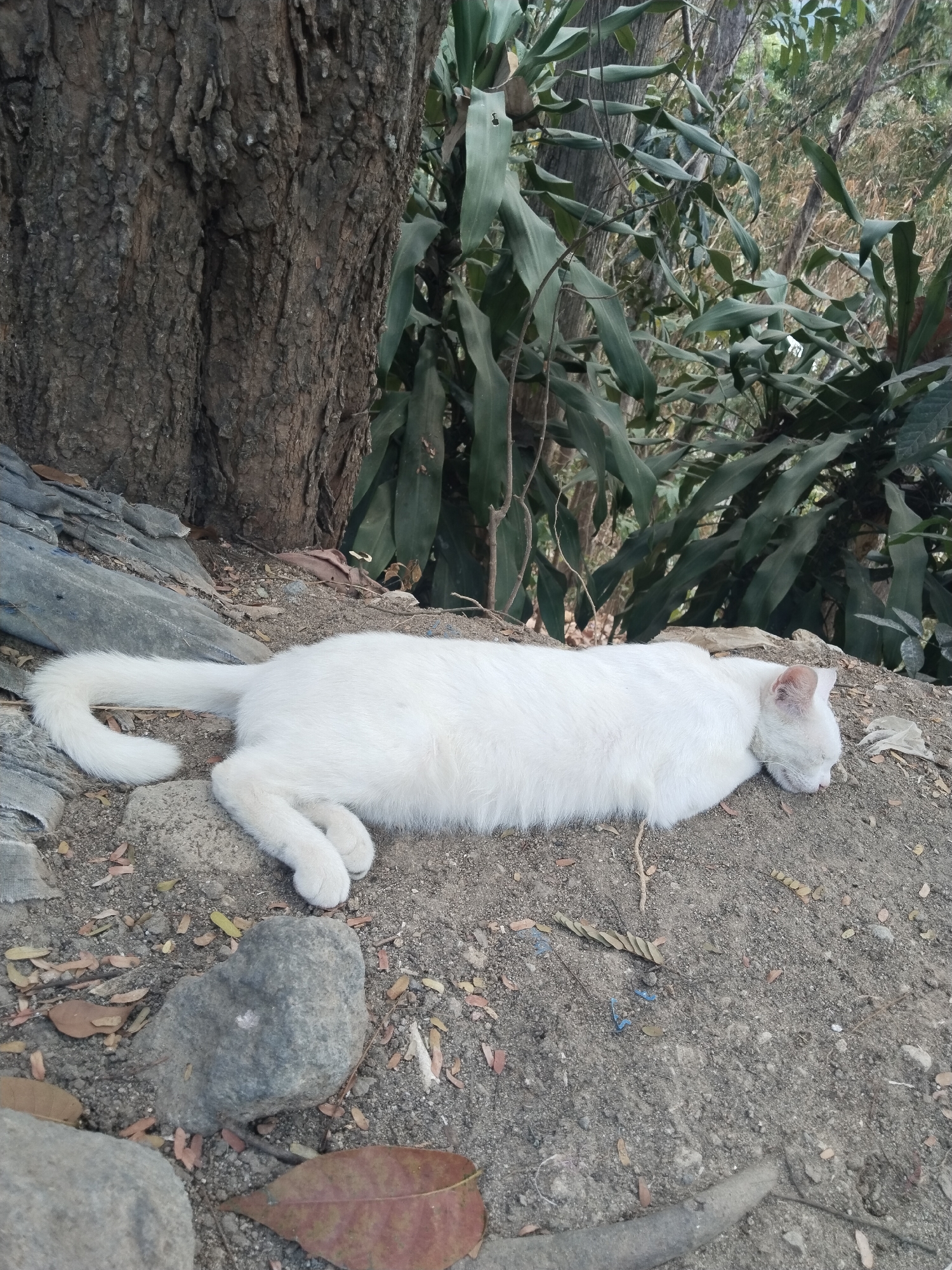 An all-white cat is lying on its side, asleep on a dirt patch next to a large tree. The cat's eyes are closed, and its head is resting on the ground. The cat's tail is curled up next to its body. The tree has rough bark and is partially covered in moss. In the background, there are lush green plants and trees. The ground is covered in dirt, small stones, and dry leaves.