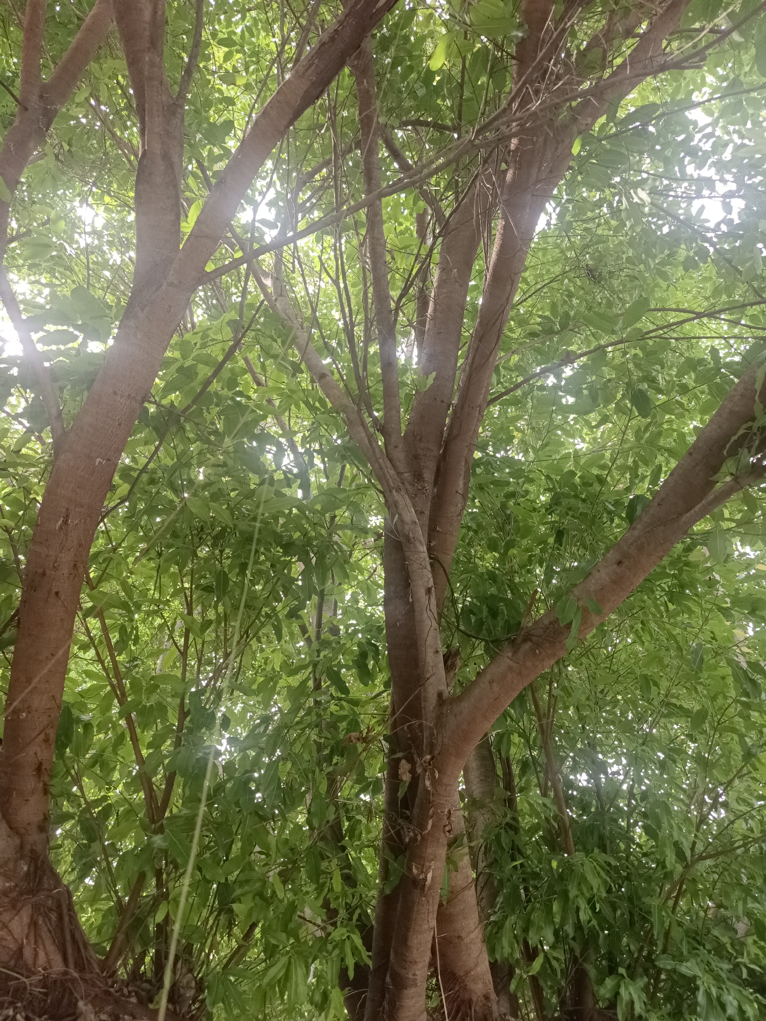 The image captures an upward view of lush green foliage and tree trunks bathed in dappled sunlight. The scene is dominated by the natural environment, with no visible human presence or activity. The trees are the primary subjects, their branches and leaves creating a dense canopy. The light filtering through the leaves suggests an outdoor setting, likely a park or natural area. The location is specified as Mesjid Reuntoh, Indonesia, indicating an urban or semi-urban environment within this locale. The overall impression is one of natural abundance and serenity.