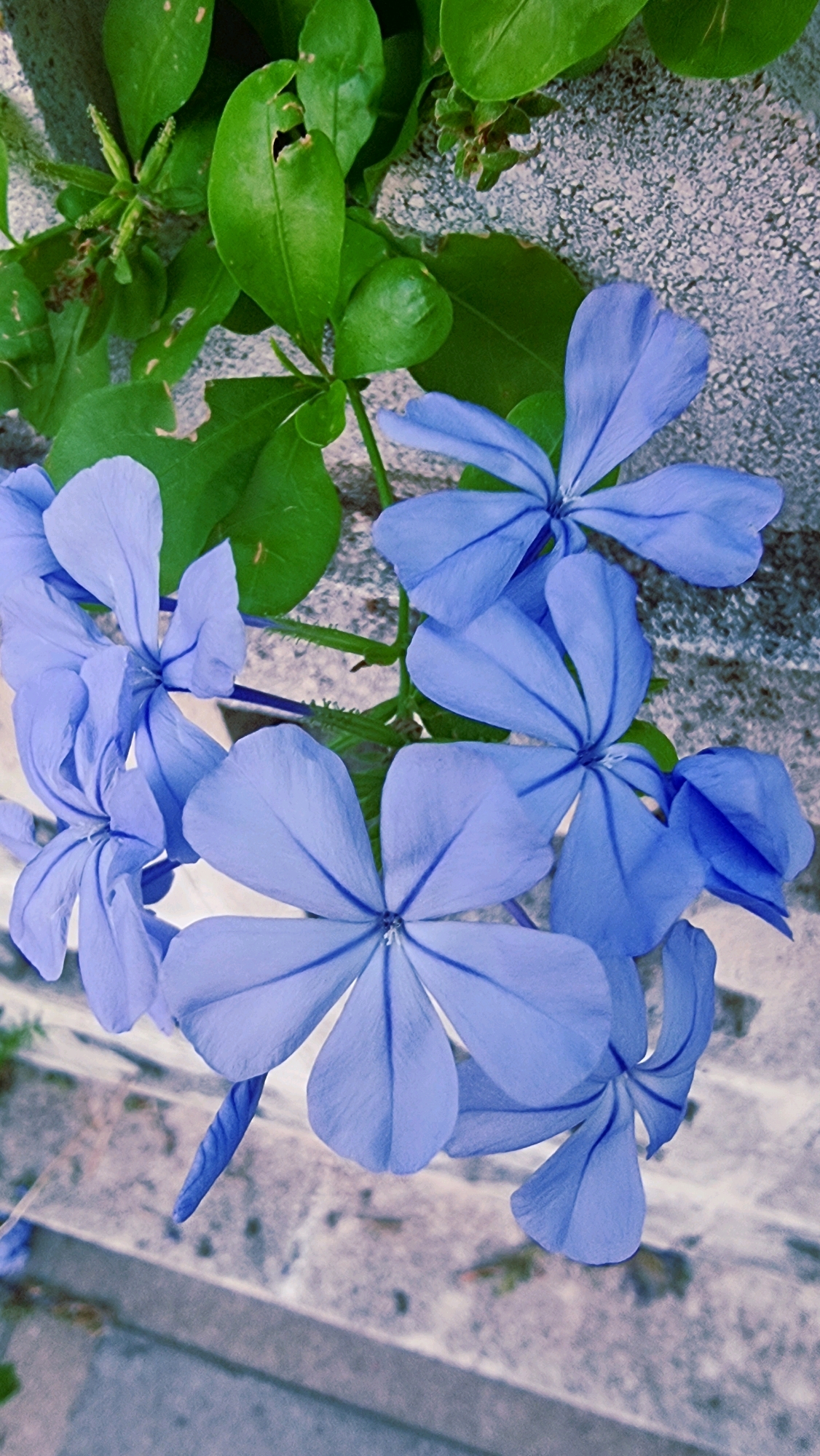 This image shows a cluster of bright blue flowers with five petals each, clustered on a green stem. The flowers are in various stages of bloom, with some fully open and others partially closed. They are set against a textured, gray background that appears to be a stone wall. In the upper left corner, there are several green leaves, some of which are torn or damaged. The flowers are the dominant subject, and their vibrant blue color stands out against the muted background. The image is taken from a close-up perspective, emphasizing the delicate structure of the petals and the veins within them. The lighting suggests an outdoor setting, possibly in a garden or a natural environment. There is no indication of human presence or activity in the scene. The environment appears to be serene and natural, with the focus solely on the beauty of the flowers and their immediate surroundings. The specific location of Sant Joan Les Fonts, Spain, is not explicitly evident from the visual information alone.