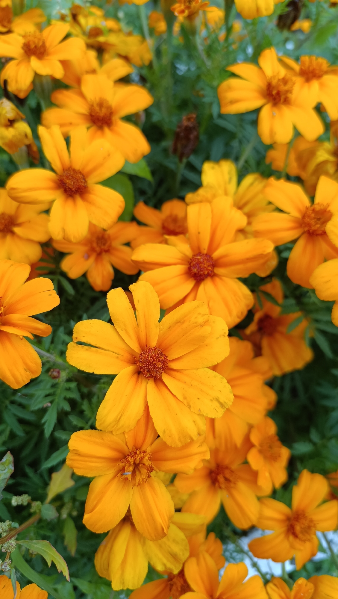 A close-up, high-angle shot captures a dense cluster of bright orange marigolds in full bloom. The flowers are the primary subject, filling the frame with their vibrant petals and textured centers. The background consists of blurred green foliage, suggesting a garden or natural setting. There are no people, animals, or any objects other than the flowers and plants present in the image. The scene is static and peaceful, focusing solely on the natural beauty of the flowers. The location in the city of Karsha, Russia, is not visually discernible from the image itself.