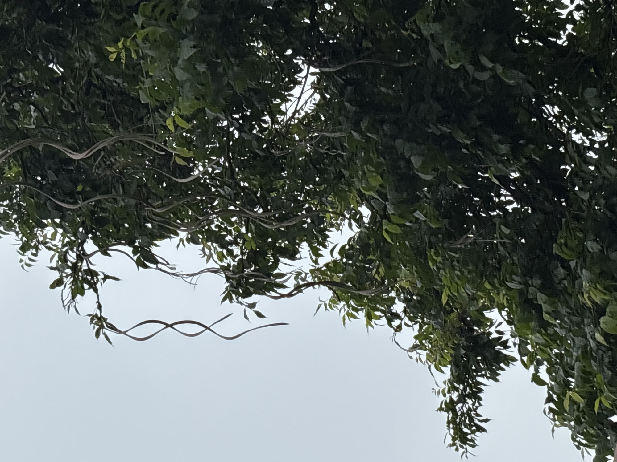 This media file is a photograph of a tree canopy against an overcast sky. The image is dominated by dark green leaves and branches, with some lighter green leaves interspersed. Several thin, brown tendrils or vines twist in a wavy, almost DNA-like pattern through the foliage and into the sky. These tendrils are a prominent visual element, drawing the eye with their unusual shape.
The scene is outdoors, with the sky serving as the background. The sky appears to be a uniform, pale gray, suggesting an overcast or cloudy day. The lighting is diffused, creating a somewhat muted and somber atmosphere. There are no people or animals visible in the frame.
The focus of the image is on the organic forms of the tree, particularly the striking spiral patterns of the tendrils. The leaves are dense, obscuring much of the sky, but there are small patches of sky visible through the gaps in the foliage, particularly towards the left and center of the image.
The overall impression is one of natural elements, with a slightly abstract or surreal quality introduced by the distinctive shapes of the tendrils. There is no visible text in the image. The time of day and specific location are not discernible from the visual information provided. The emotion conveyed is neutral, leaning slightly towards the serene or contemplative due to the natural subject matter and the diffused lighting.