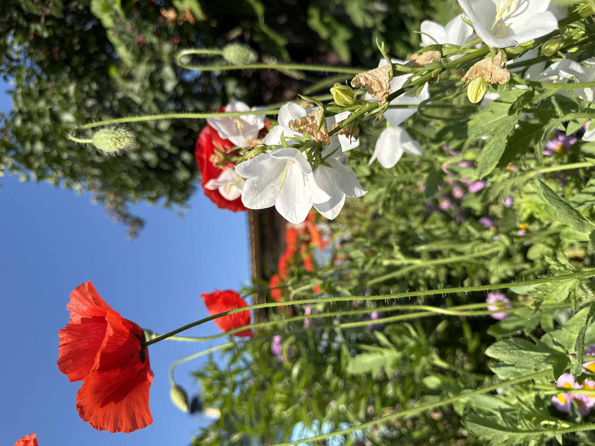 A low-angle, close-up shot captures a vibrant garden under a clear blue sky. In the foreground, the delicate, crinkled red petals of a poppy flower dominate the upper left, its thin stem reaching upwards. To the right, white bell-shaped flowers hang on their stems, some with brown, dried petals at their base. In the background, a profusion of green foliage is interspersed with more red poppies and hints of other colorful flowers, creating a sense of abundance and natural beauty. The scene is likely located in Urazovo, Russia, given the context.