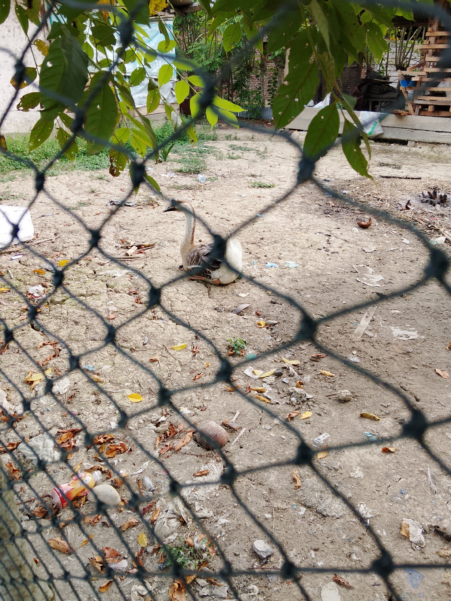 The image captures a goose sitting on dusty ground, viewed through a black mesh fence. The goose is light brown and white, with its head turned to the left, its beak pointed slightly downwards. It is positioned in the mid-ground of the scene. The ground is dry and cracked in places, with scattered dry leaves and some small pieces of litter, including a red and orange bottle. Green foliage from a tree hangs in the foreground, partially obscuring the view through the fence. In the background, there is a wooden structure, possibly part of a building or shelter, with some materials stacked on it, and more greenery. The overall impression is of an outdoor rural or semi-rural setting. The lighting suggests it is daytime.