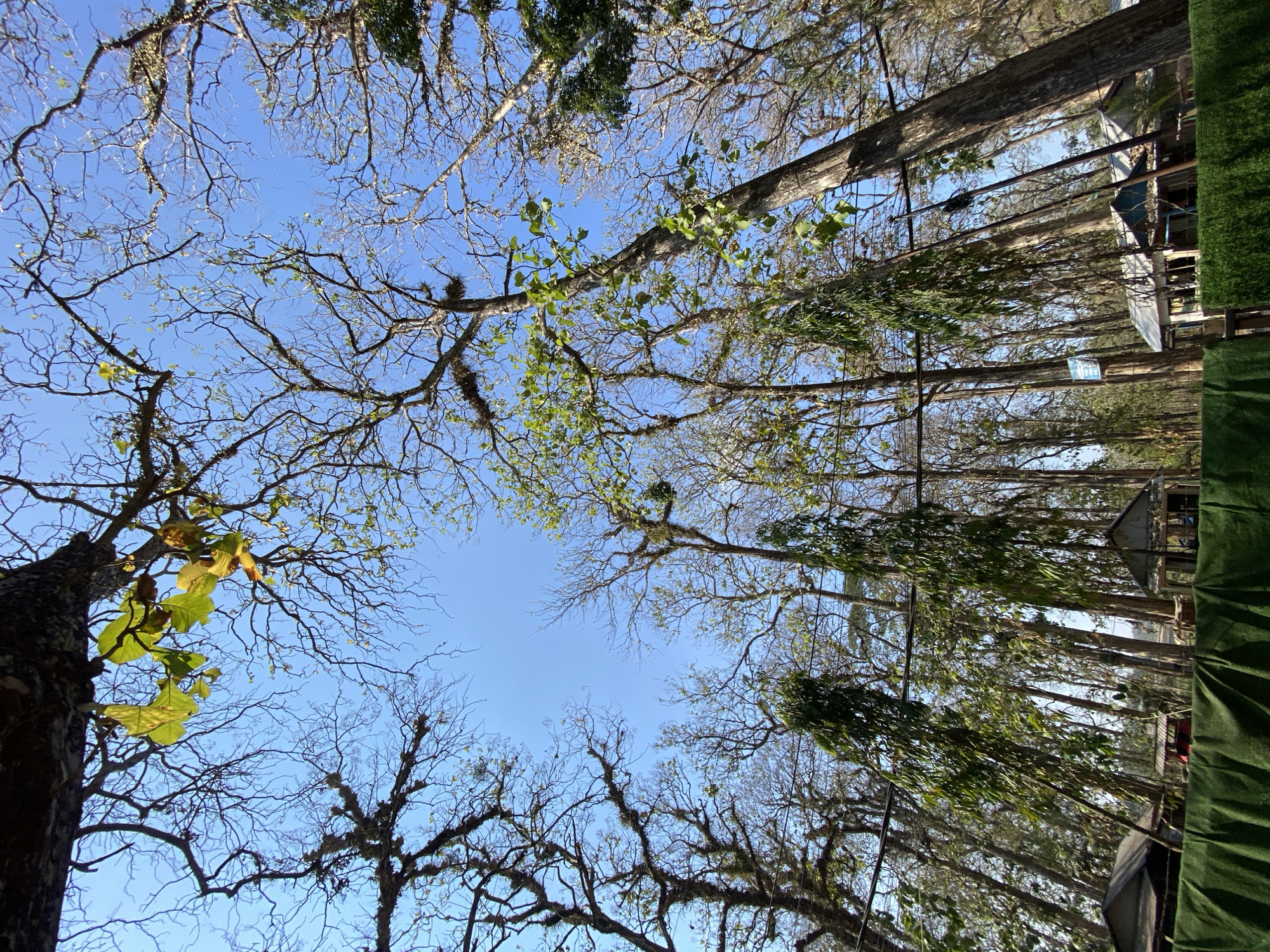 The image, taken in Ketileng, Indonesia, depicts a dense forest canopy against a clear blue sky. The perspective is from below, looking upwards through the branches of numerous trees. Some trees are bare, with intricate networks of branches, while others have sparse green foliage, indicating a transitionary season. Several small, rustic structures, possibly huts or shelters with corrugated metal roofs, are visible amongst the trees in the lower portion of the image. A vibrant green fabric or tarp stretches across the bottom foreground, obscuring the ground level. The overall impression is one of a natural, somewhat overgrown setting with human habitation subtly integrated.