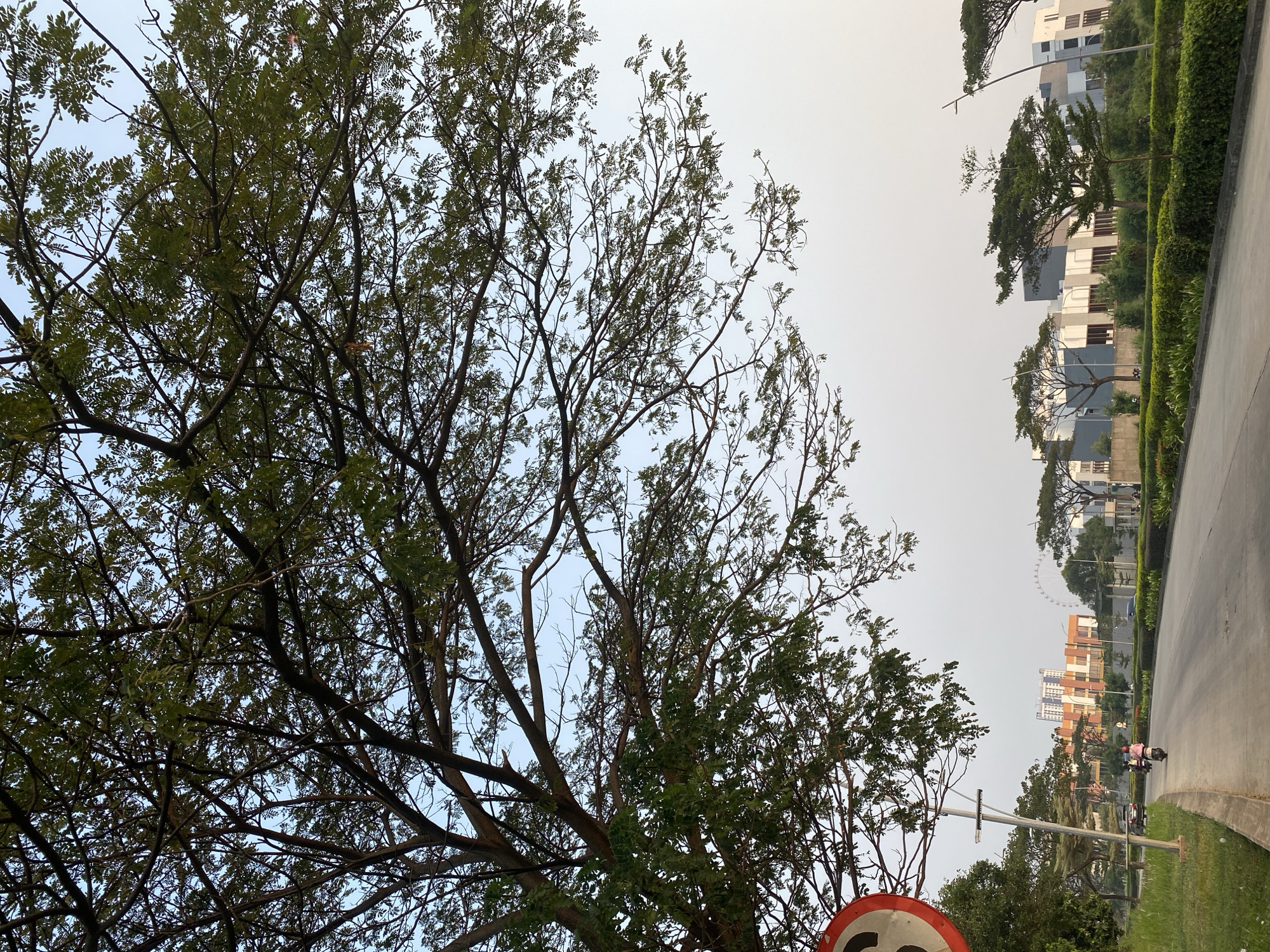 This media file depicts an outdoor scene in East Jakarta, Indonesia, likely during the late afternoon or early evening due to the soft, diffused light. The sky is overcast, suggesting cloudy or hazy weather conditions.
The foreground is dominated by the dense foliage and branches of a large tree, its leaves a mix of deep green and lighter shades. The branches create a natural canopy, partially obscuring the sky and the background.
In the midground and background, a modern urban landscape unfolds. Several multi-story buildings with contemporary architectural designs are visible, characterized by clean lines and a palette of white, grey, and brown hues. These buildings are set against a backdrop of lush green vegetation and manicured hedges, suggesting a well-maintained residential or commercial area. A paved road or pathway runs alongside the scene, curving into the distance.
An activity taking place on the road is the movement of at least one person on a scooter, indicating transportation is in use. The person appears to be wearing casual clothing.
A notable detail is a circular traffic sign with red and white markings and black numbers, partially visible in the lower left corner of the image. The sign's specific meaning is not fully discernible. The overall impression is one of a peaceful urban environment with a blend of natural elements and modern development.
