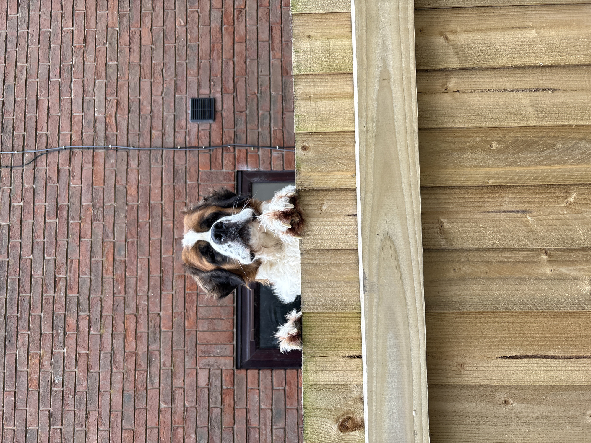 A close-up, medium shot photograph taken outdoors shows a Saint Bernard dog looking out of a small, dark-framed window. The window is set into a red brick wall on the left side of the frame. A wooden fence composed of horizontally stacked planks, with a vertical support beam, is situated to the right of the dog and window. The photograph appears to be taken at eye level with the window. A black electrical conduit is attached to the brick wall above the window, and a dark, square vent is visible higher up on the brick wall. The location is Shrewsbury, United Kingdom, based on the known breed characteristics and the style of architecture.