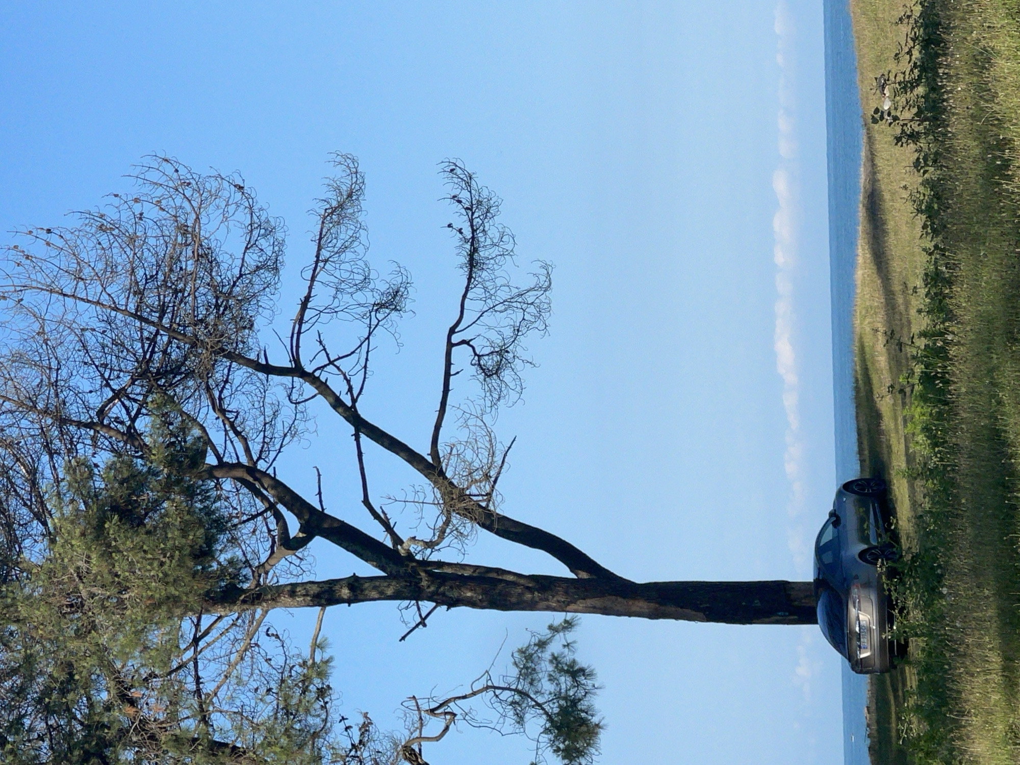 In Kobuleti, Georgia, a gray Tesla Model S is parked on a grassy area near a large tree. The car is positioned on the right side of the tree, facing away from the camera, with its rear toward the viewer. The tree has a thick, dark trunk and branches extending upwards, some with sparse green foliage while others are bare and skeletal. The ground is covered in dry grass with some green vegetation. In the background, a calm blue sea is visible, with a thin line of white clouds on the horizon above the water. The sky is clear and blue.