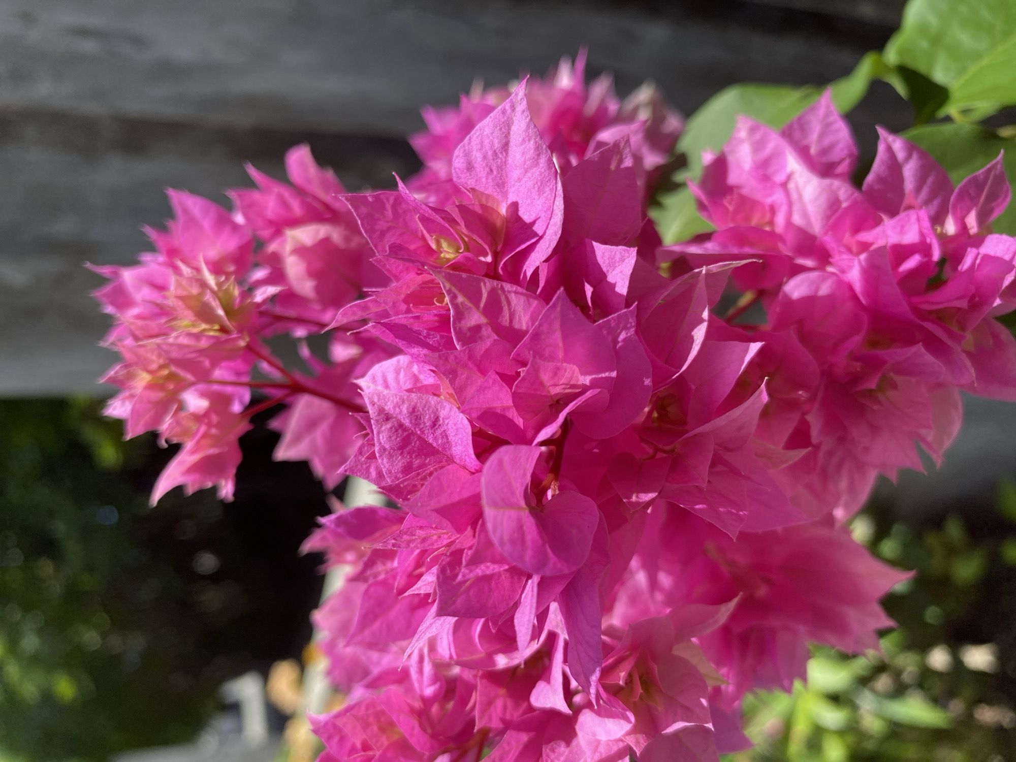 A close-up, eye-level shot captures a vibrant cluster of bright pink bougainvillea flowers in focus, with a blurred background. The flowers, with their delicate, crinkled petals, fill the majority of the frame. Hints of yellow and green are visible within the centers of some blossoms. To the left, out of focus, is lush green foliage, suggesting a garden or natural setting. To the right and behind the flowers, a blurred, textured gray surface, possibly a wall or concrete structure, is present. The lighting appears to be natural sunlight, casting shadows and highlighting the intricate details of the petals. The scene is devoid of any human presence or discernible action. The location is identified as Unknown, Unknown.