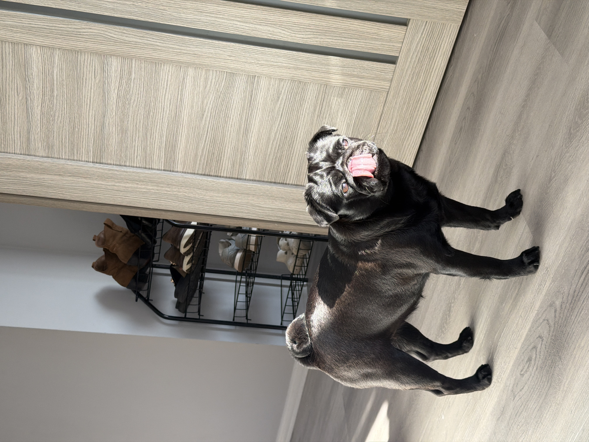 A black pug stands on a light-colored wood floor, facing slightly to the right. The dog's tongue is extended. Behind the pug, a multi-tiered black metal shoe rack holds various shoes. To the right of the pug is a light-colored wooden door with vertical panels. The wall behind the shoe rack is light gray. Sunlight casts shadows across the floor and illuminates the dog. The scene appears to be indoors, possibly in a residential setting. There is no indication of the location within the city of Sirius, Russia.