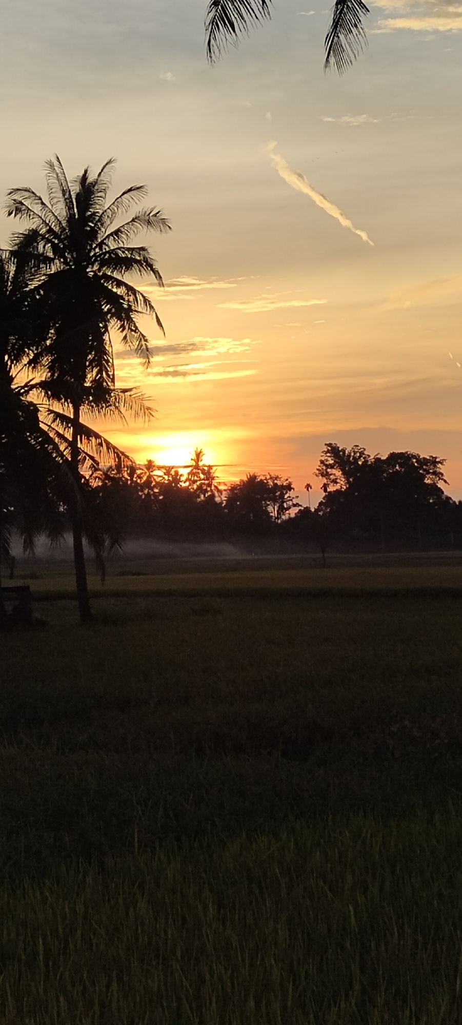 The image depicts a sunset over a field in Aluekeujruen, Indonesia. The sun is low on the horizon, creating a golden sky. The silhouettes of palm trees are visible in the foreground, and a thin layer of fog hangs above the field. The field itself is overgrown with tall grass. A thin contrail is visible in the sky.