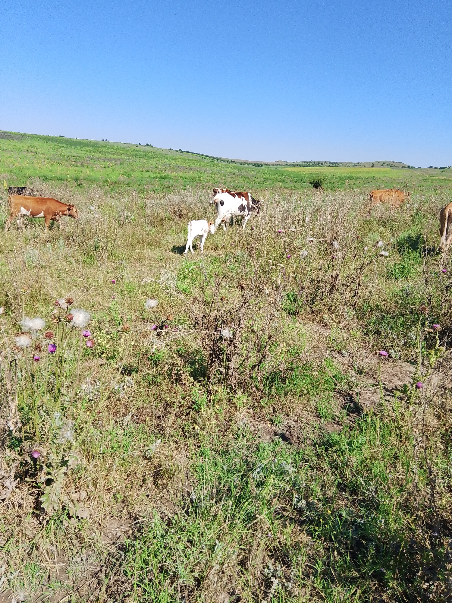 A wide shot captures a herd of cows grazing in a sun-drenched, grassy field under a clear blue sky. The landscape is gently rolling, with a distant hill dotted with a few trees. The foreground is filled with tall, dry grasses and wild flowers, including thistles with fluffy seed heads and small purple blossoms.
Several cows are visible throughout the scene. In the mid-ground, a brown and white cow stands to the left, facing away from the viewer. Further to the right, a white calf stands alone, while a brown and white cow grazes nearby. Another brown cow is seen in the distance on the right, with only its hindquarters visible.
The bright sunlight suggests it is daytime, likely late morning or early afternoon. The clear sky indicates fair weather. The presence of cows grazing in a field points to a rural, agricultural setting, consistent with a location in Krasnostepnovskoye, Russia. There are no people or man-made objects in the frame, emphasizing the natural, pastoral scene. The overall impression is one of peaceful, bucolic serenity. No text is visible in the image.