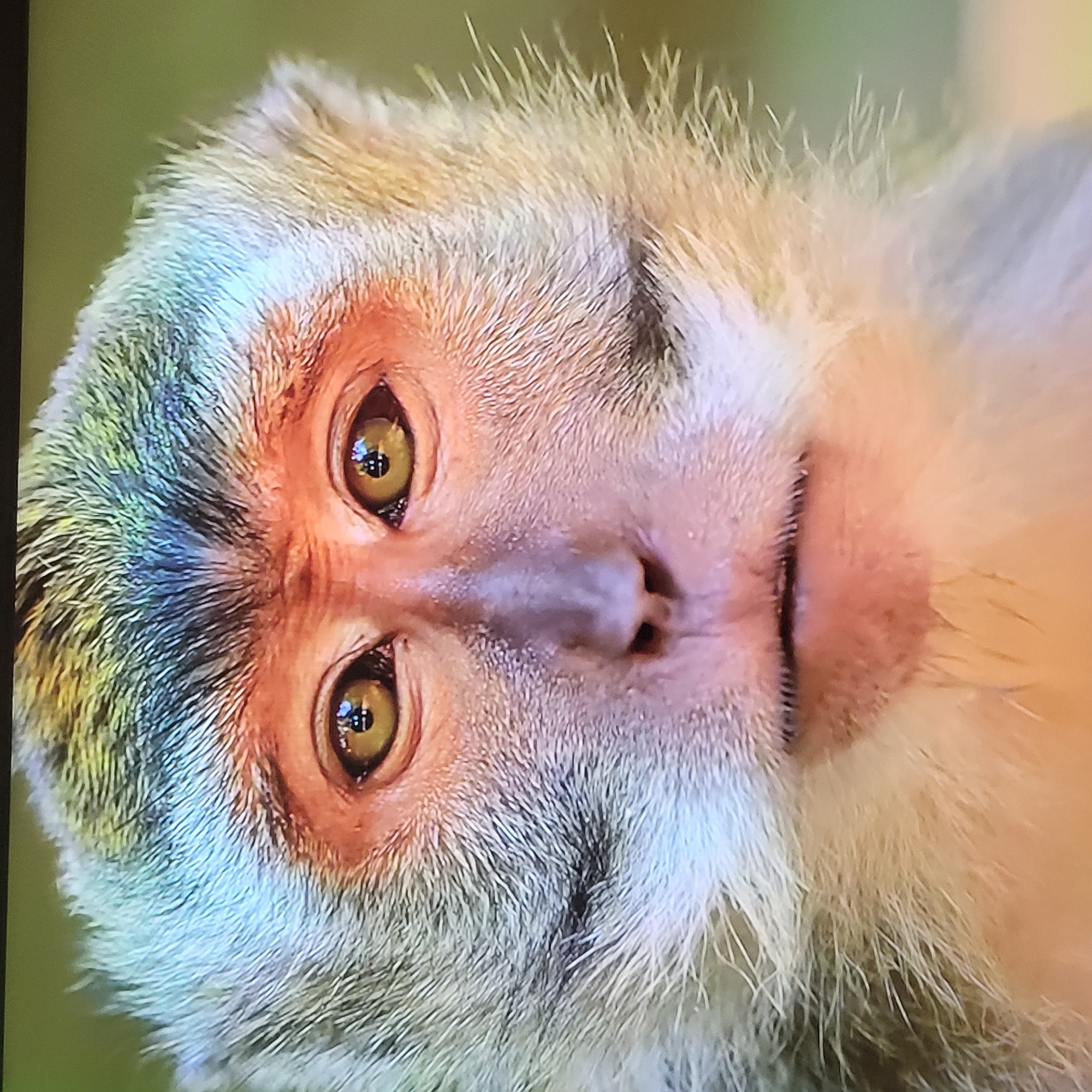 A close-up, slightly out-of-focus, portrait of a monkey's face. The monkey has golden eyes and a pinkish-gray face, with gray and white fur. The background is a blurry green. There is no information in the image to indicate it was taken in Yerevan, Armenia.
