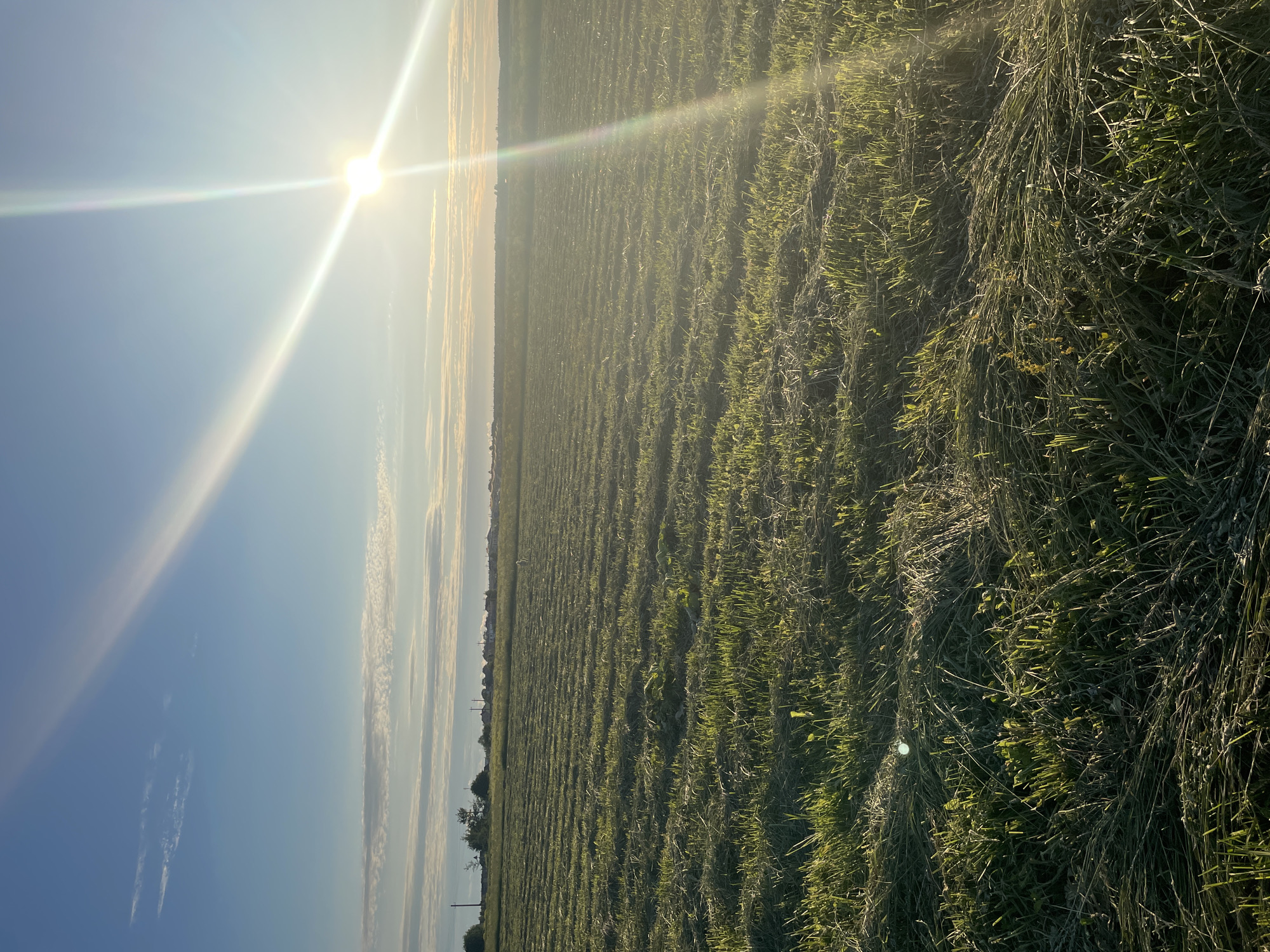 An outdoor, low-angle shot captures a harvested grassy field under a bright, sunlit sky. The sun, positioned in the upper right quadrant of the frame, emits strong rays and lens flare that dominate the scene, obscuring the sky with a hazy glare. The field itself is composed of neatly mowed rows of grass, with some areas showing longer, uncut blades. In the distance, a faint treeline and a scattering of structures suggest a rural or suburban setting. The lighting indicates it is either sunrise or sunset, casting long shadows across the field and highlighting the texture of the cut grass. No people or animals are visible in the frame. The location in Aropakkuzi, Russia is not visually discernible from the image itself.