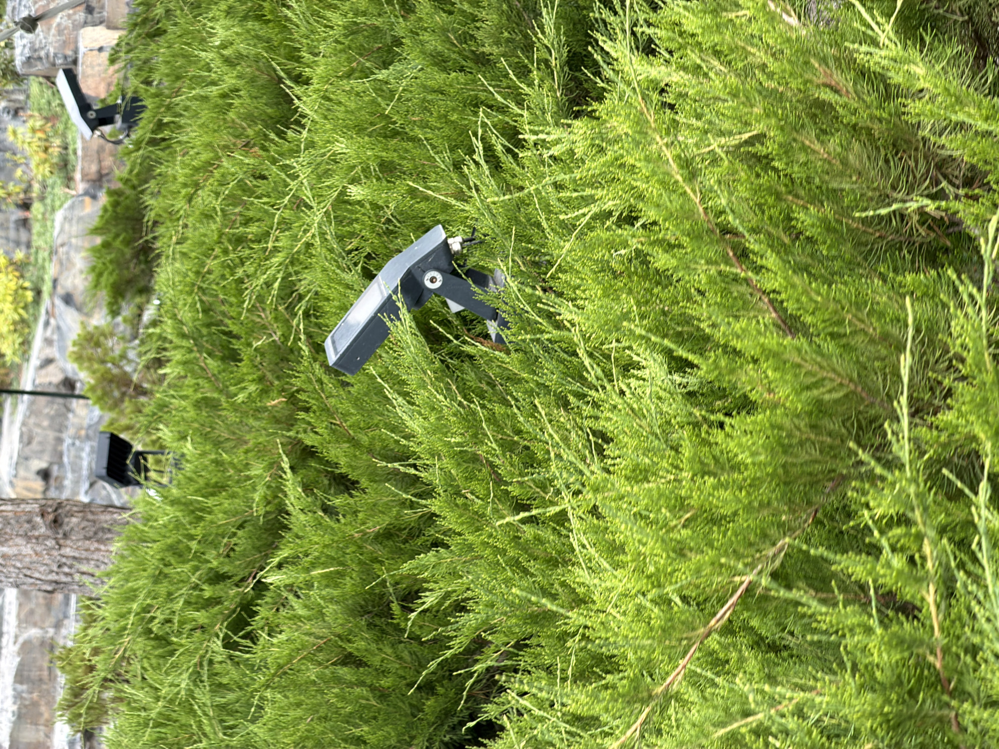 The image shows a close-up view of dense, green evergreen foliage, likely a cypress or juniper, with a blurred background. A black outdoor spotlight is partially visible among the branches, mounted on a dark bracket. The spotlight is angled upwards and appears to be a modern design with a rectangular face. In the upper left portion of the image, a stone wall and some yellowish-green foliage are discernible through the evergreen branches, suggesting an outdoor setting. There is also a hint of tree bark on the left side.
The lighting suggests it might be daytime, as there are highlights on the foliage. The overall scene is static, with no clear activity taking place beyond the presence of the installed spotlight, which implies a functional purpose, perhaps for landscape illumination. The image is dominated by the vibrant green of the plants, creating a lush and somewhat textured visual. No text is visible in the image. Given the location context of Озерное (Майминский), Russia, the setting is likely a garden, park, or yard.