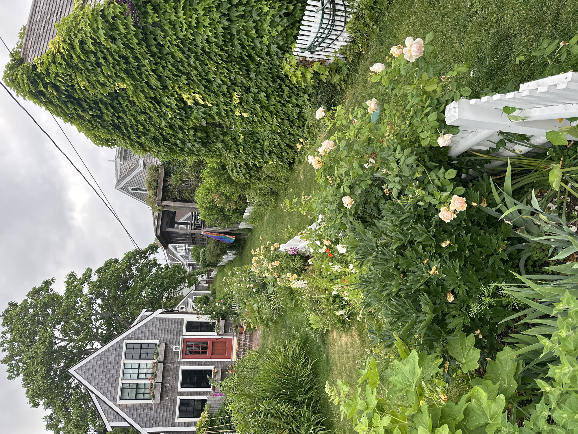 The image depicts a charming garden path leading towards a cluster of Cape Cod-style houses in Provincetown, Massachusetts, USA. The houses are adorned with gray shingles and white trim, with one prominent house featuring a bright red door. Lush green vegetation, including tall trees and an abundance of flowering plants like roses and foxgloves, fills the scene. A white picket fence runs along the right side of the path. The sky is overcast, suggesting a cloudy day. No people are visible in the image. The overall impression is one of a serene, well-maintained residential area with a strong connection to nature.