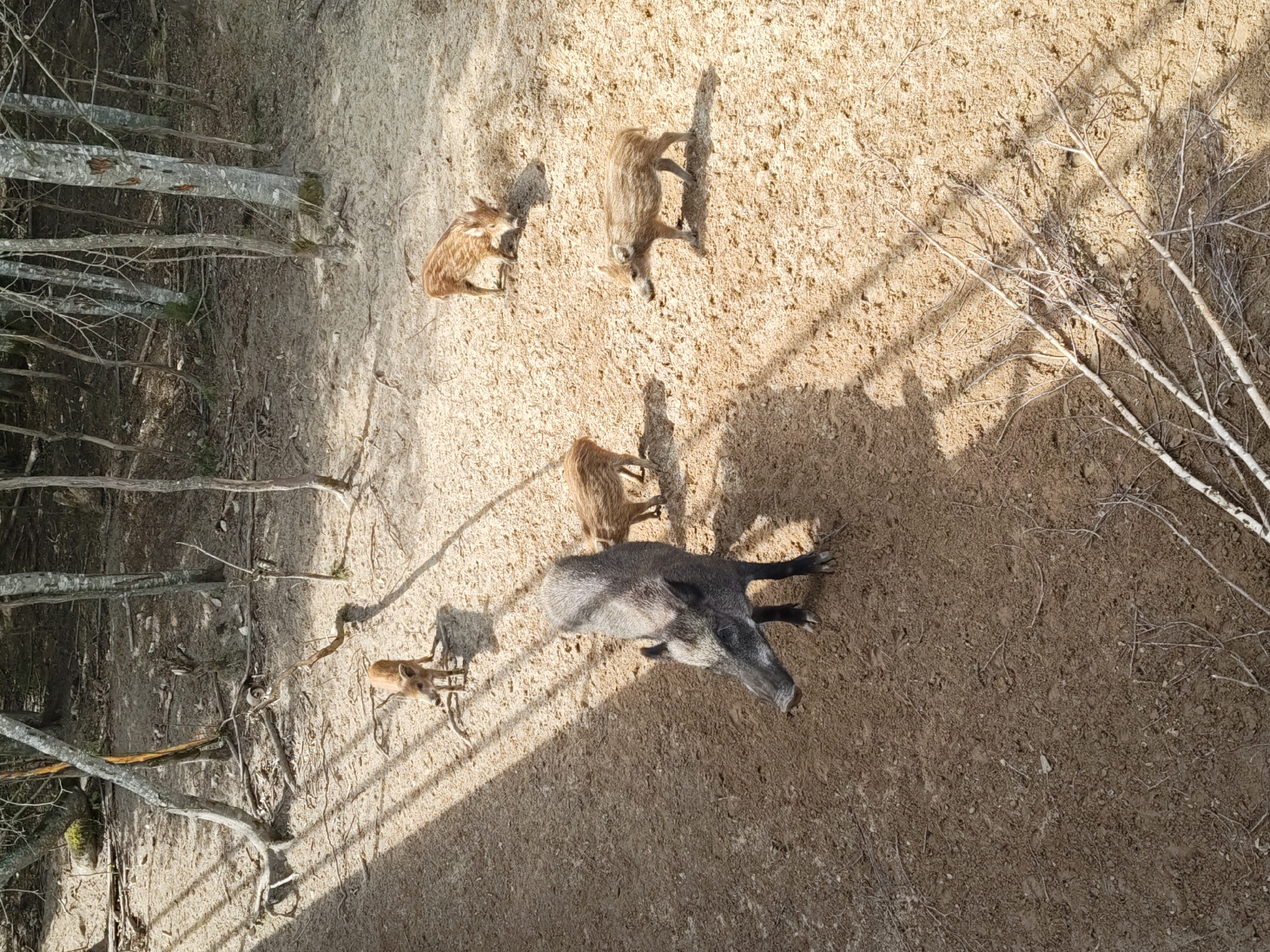 The image depicts a woodland area with several wild boars of various sizes on sandy ground. In the foreground, a mature wild boar faces left, with its snout pointing towards the viewer. Behind it, four smaller wild boars, likely piglets, are scattered across the scene. One piglet is in the mid-ground to the right, facing away from the viewer, while another is further back and to the left, also facing away. Two more piglets are visible in the background, one to the left and one to the right, both facing away. The ground is covered in dry sand and scattered with fallen branches and tree roots. Sunlight streams through the trees, casting diagonal shadows across the ground. The trees are bare and appear to be deciduous, suggesting a temperate climate. The location is identified as Dorishchi, Russia.