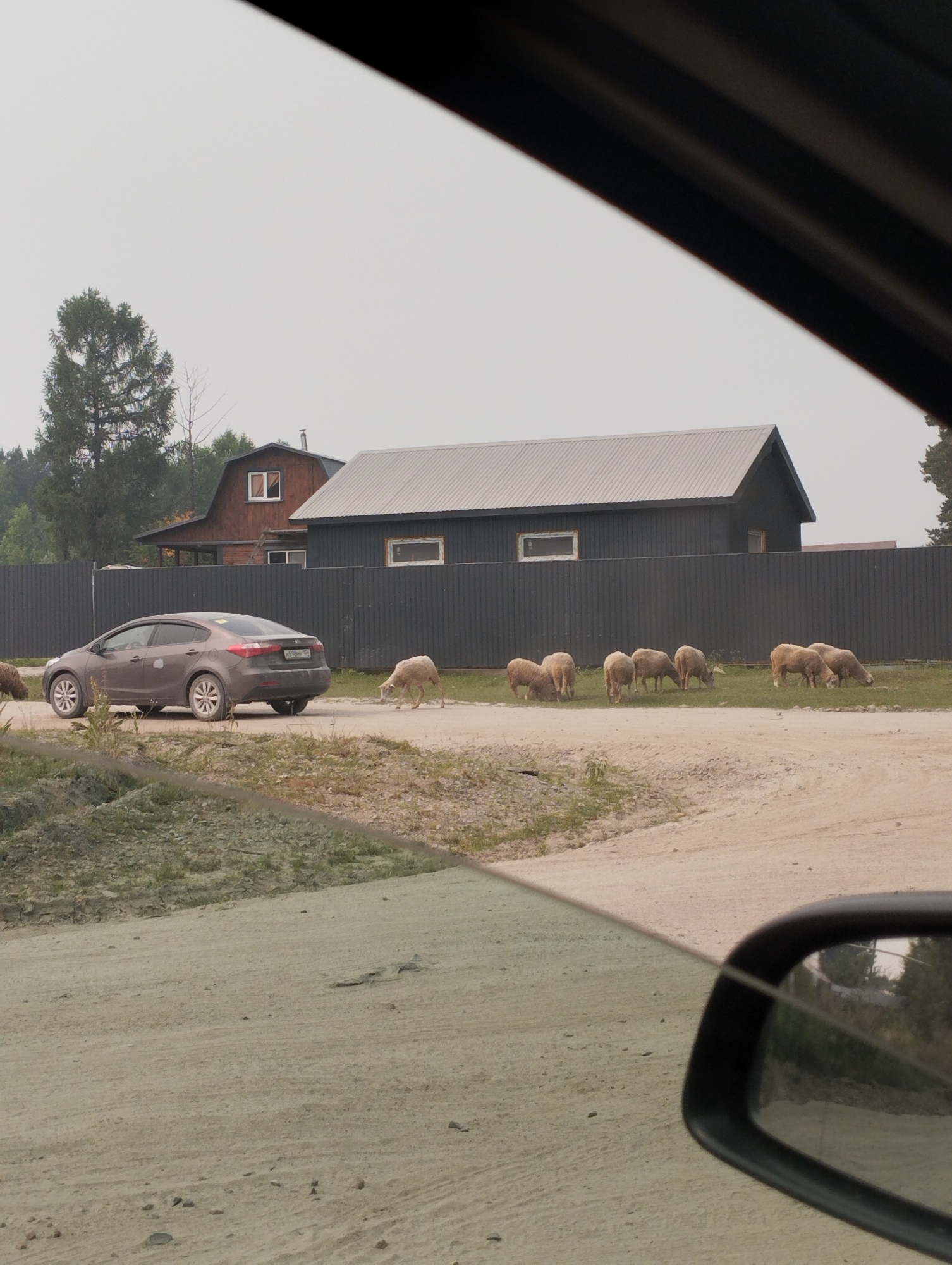This is a medium shot, eye-level, outdoor, full color, medium-width photograph taken in Kubovaya, Russia. The scene depicts a rural road with a car parked on the side, and a flock of sheep grazing on a grassy area behind a dark metal fence. In the background, there are two houses with dark roofs and wooden siding, and a line of evergreen trees. The sky is overcast and a dusty, light brown road stretches across the foreground.