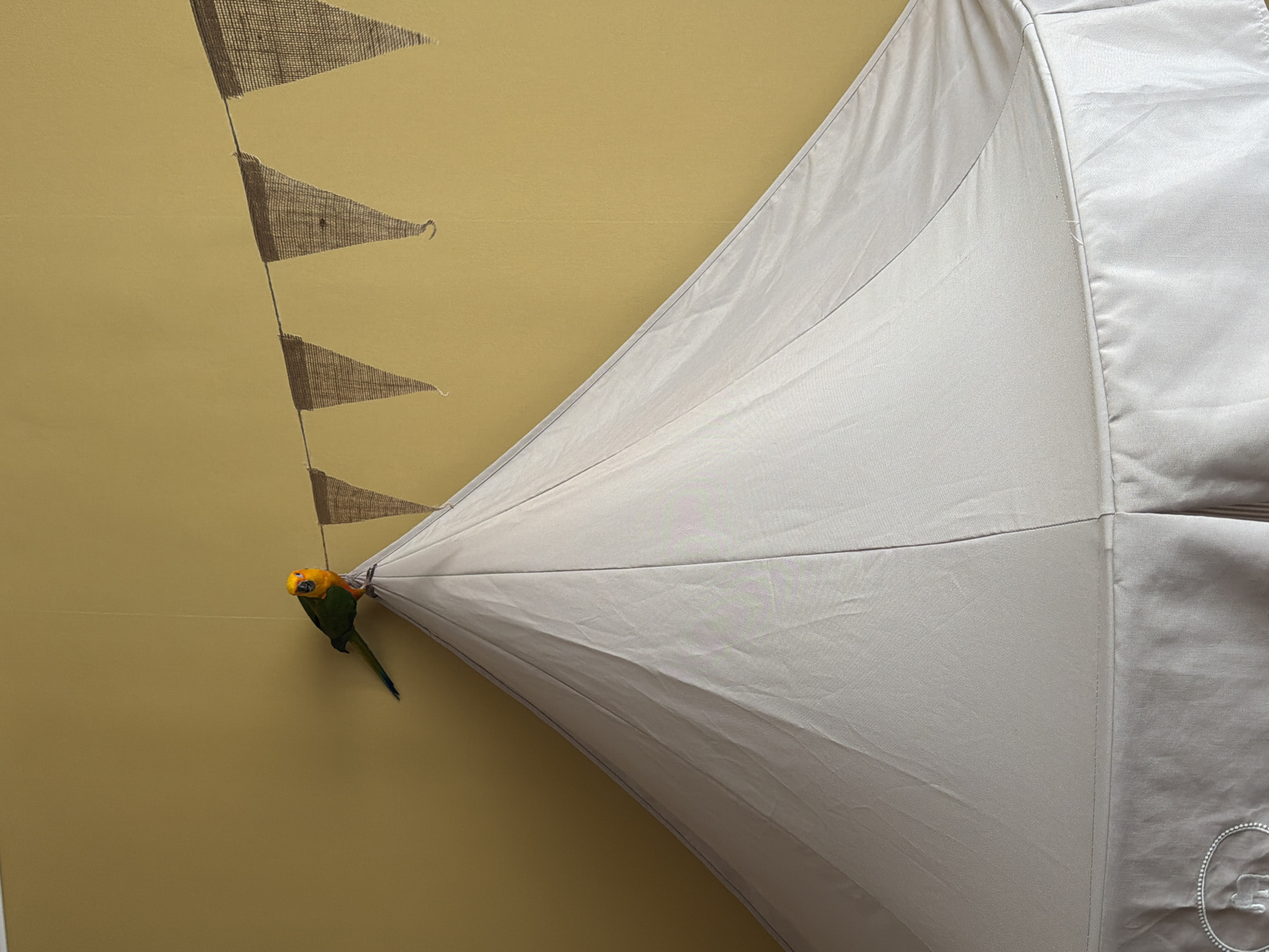 The image presents a low-angle view of a sun conure clinging to the edge of a beige fabric object, possibly a tent or covering. The bird has a vibrant orange head and upper chest, with green wings and tail feathers. In the background is a mustard-yellow wall adorned with a vertical line of burlap pennants. There are no indications of a specific city and the location of Khimki, Russia, cannot be confirmed.