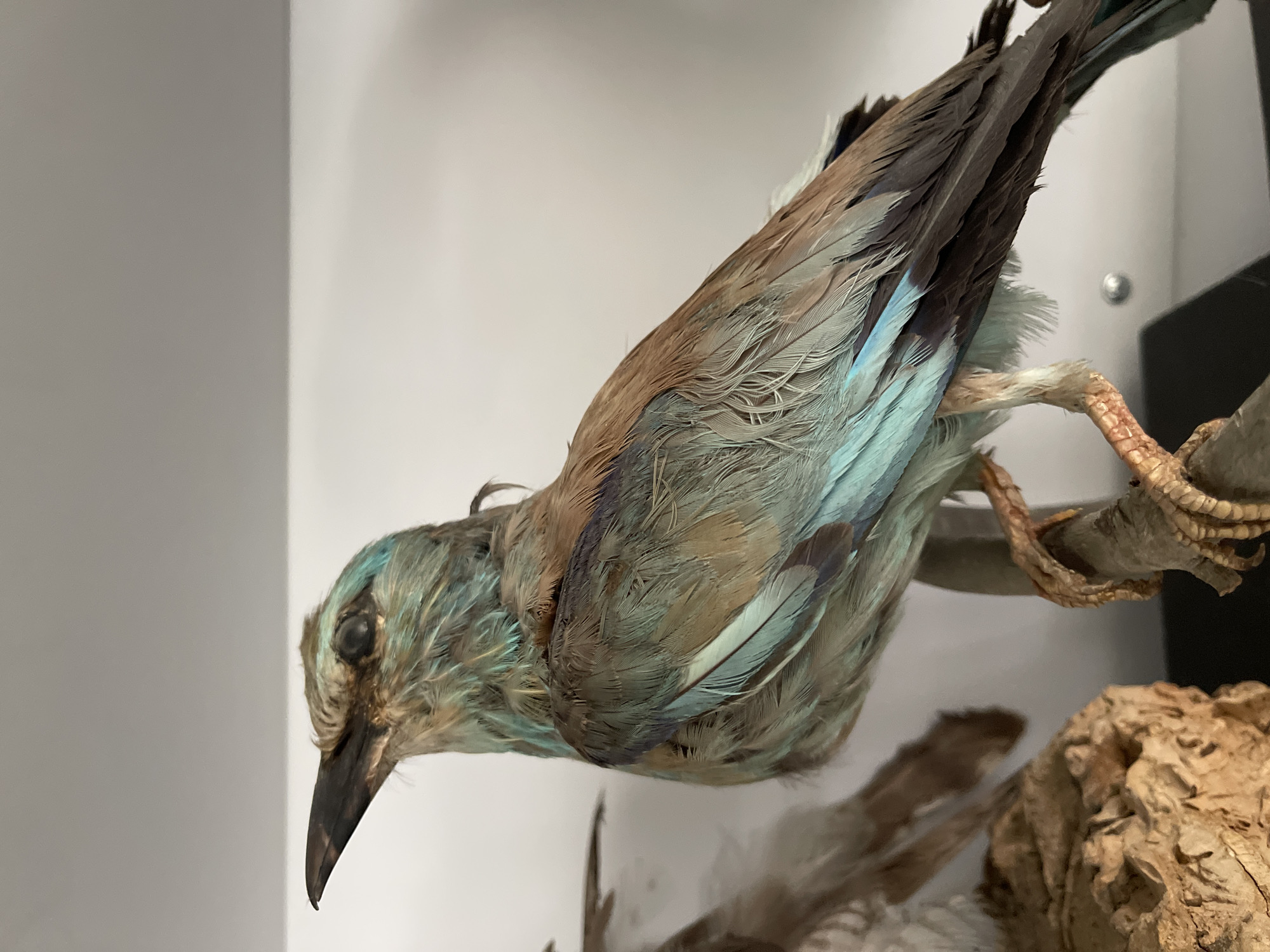 This is a medium shot of a taxidermied bird with brown, blue, and green plumage, perched on a branch. The bird is positioned in profile, facing left, with its head tilted upwards. Its eyes are closed. The background is plain white, with a subtle shadow. To the left of the bird, a piece of textured material, possibly bark or cork, is visible. The image does not provide any information about a specific location in Tel-Aviv, Israel.