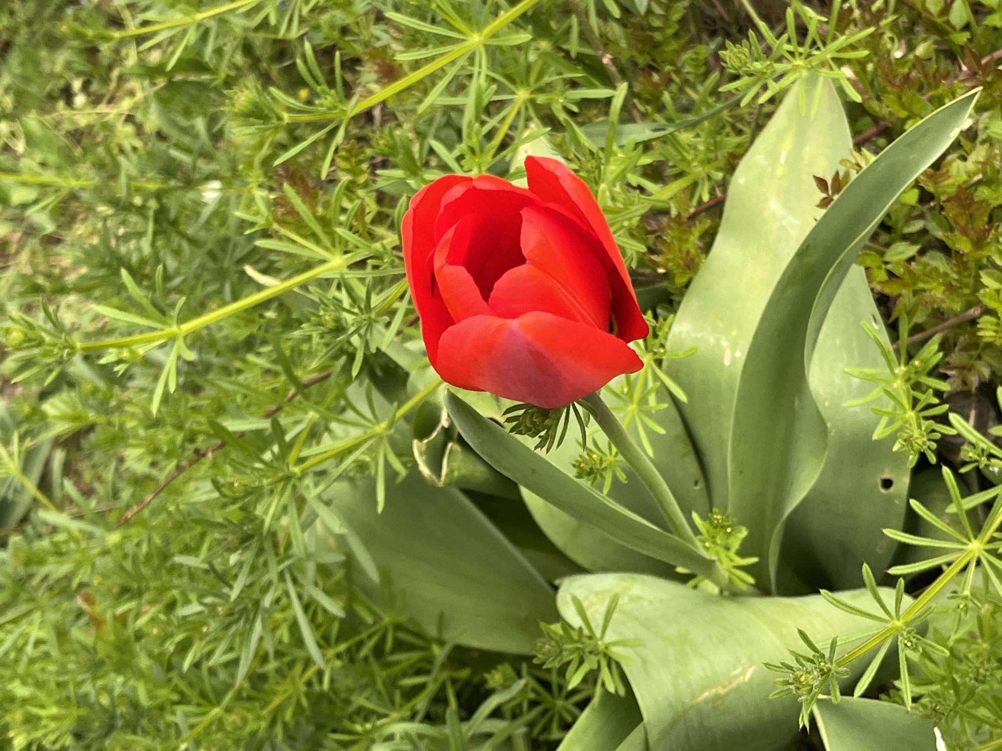 The image captures a close-up, top-down perspective of a single, vibrant red tulip in bloom, set against a lush backdrop of green foliage. The tulip, a rich crimson hue, is partially open, revealing its curved petals and darker interior. Its broad, green leaves are visible beneath the bloom, providing a strong base.
The tulip is surrounded by a dense carpet of small, finely-leaved green plants, characterized by their whorled leaf arrangement, which creates a textured and organic background. These plants vary in shade, with some areas appearing brighter and more vibrant green than others. A few tiny, undeveloped flower buds are also discernible among the green leaves of the surrounding vegetation.
The scene depicts a natural outdoor setting, likely a garden or flowerbed, during daytime. The lighting is soft and natural, suggesting an overcast day or diffused sunlight, as there are no harsh shadows. The overall mood is fresh and serene, emphasizing the beauty of spring or early summer flora.
No people or visible text are present in the image. The location context for this scene is Sofia, Bulgaria.