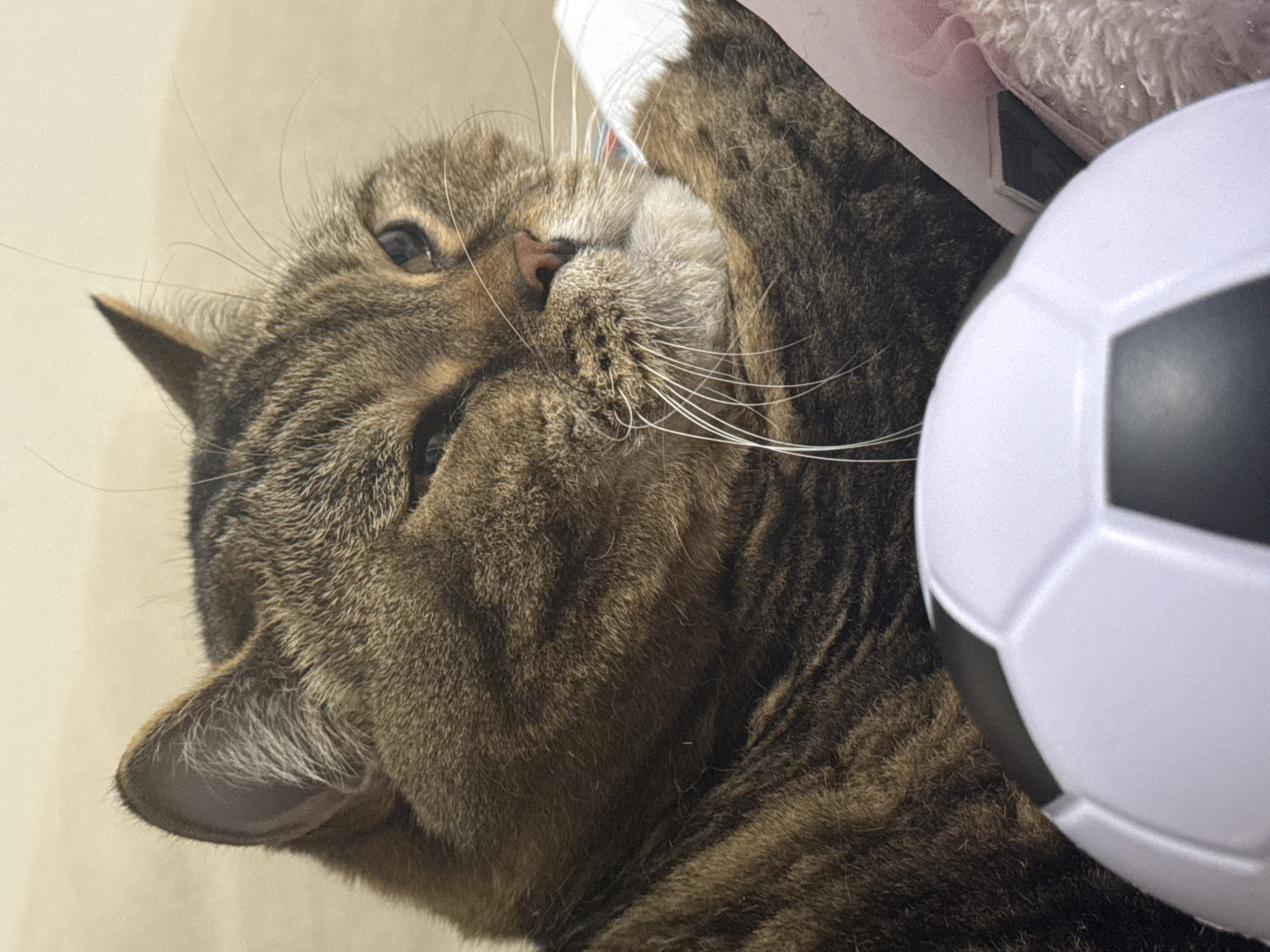 The image shows a close-up of a tabby cat resting. The cat is brown with dark stripes and has one eye partially closed, giving it a sleepy or winking appearance. Its whiskers are prominent and white. In the foreground, partially obscuring the cat's face and body, is a toy soccer ball. The background is a soft, neutral color, likely a blanket or wall. The lighting suggests it is daytime. There is no discernible information within the image that would indicate its location in Mikhaylovsk, Russia, or any other specific city.