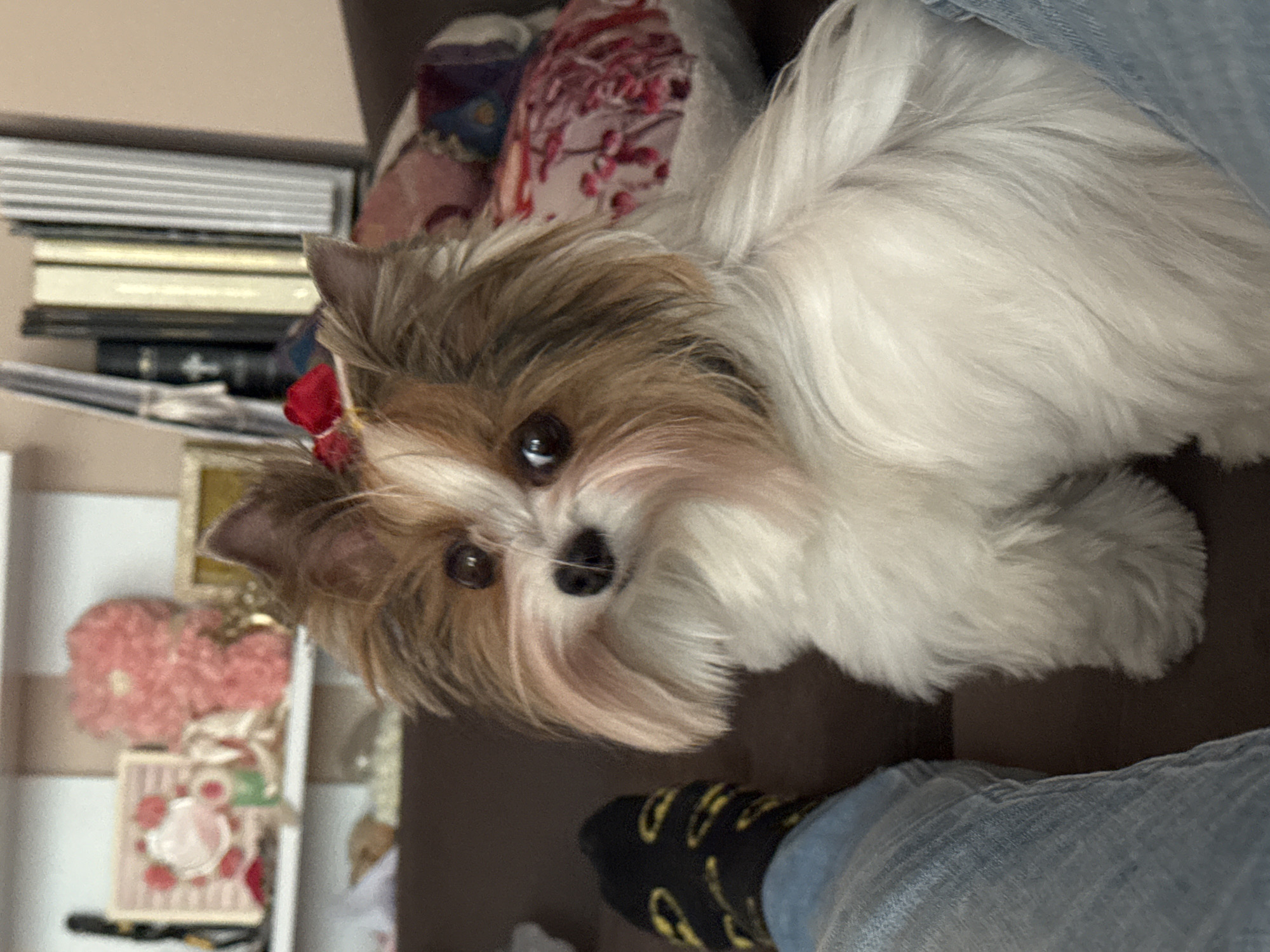 A tan and white Biewer Terrier dog with a red bow is looking upwards, positioned partially in the lap of a person wearing blue jeans and a black sock with a yellow design. The dog is on a dark-brown couch. To the left of the dog are several stacked books and decorative boxes. The specific location in Plovdiv, Bulgaria is not determinable from the provided image.