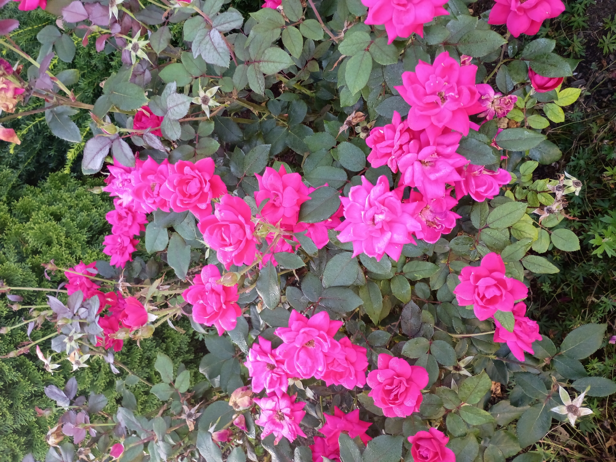 This is a close-up, eye-level, outdoor, vertical shot of a dense bush with numerous bright pink roses in various stages of bloom. The roses are clustered together, some fully open with visible petals and stamens, while others are in bud form. The foliage is a deep green, with some leaves showing a reddish tint. The overall impression is one of lushness and vibrant color. The image was captured in Nicholasville, United States, likely in a garden or park setting given the presence of the rose bush and the natural lighting. There are no people or animals visible in the frame. The ground below the bush appears to be covered in dirt and some sparse, low-lying green plants.