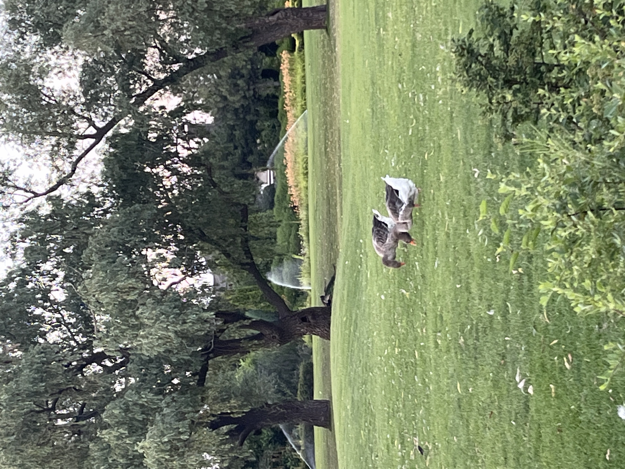 The image depicts a park-like setting with a well-maintained lawn, large trees, and a flower bed in the background. Several geese, including adult and possibly young ones, are visible on the grass. In the middle ground, sprinklers are actively watering the lawn, creating arcs of water. The overall environment suggests a recreational area within a city. The specific location within Dnipro, Ukraine, cannot be determined from the image alone.