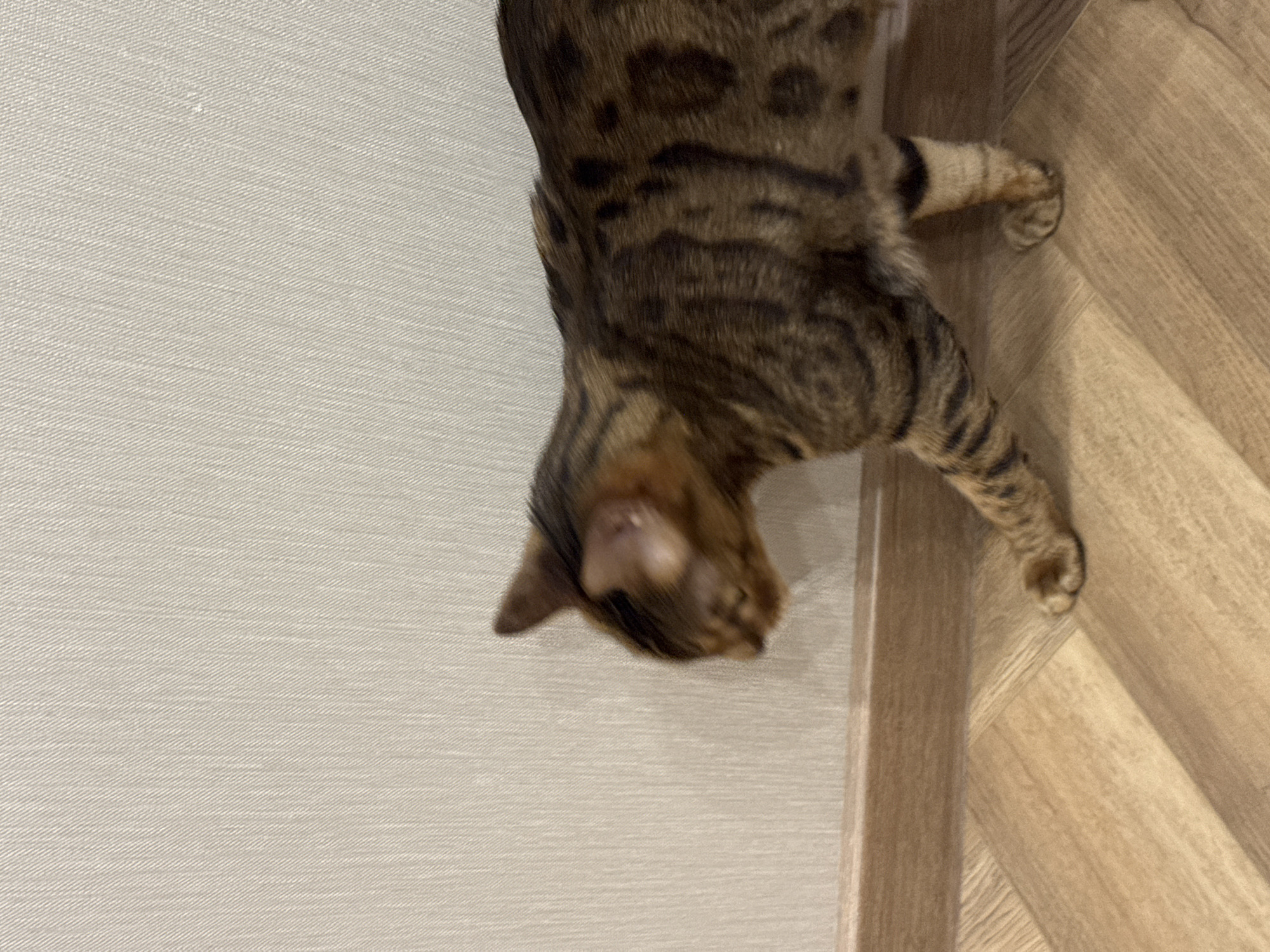 A close-up, high-angle shot depicts a Bengal cat, with distinctive brown and black spots, positioned between a beige textured wall and a light brown wood-grain floor. The cat appears to be looking down. The location is not specified.