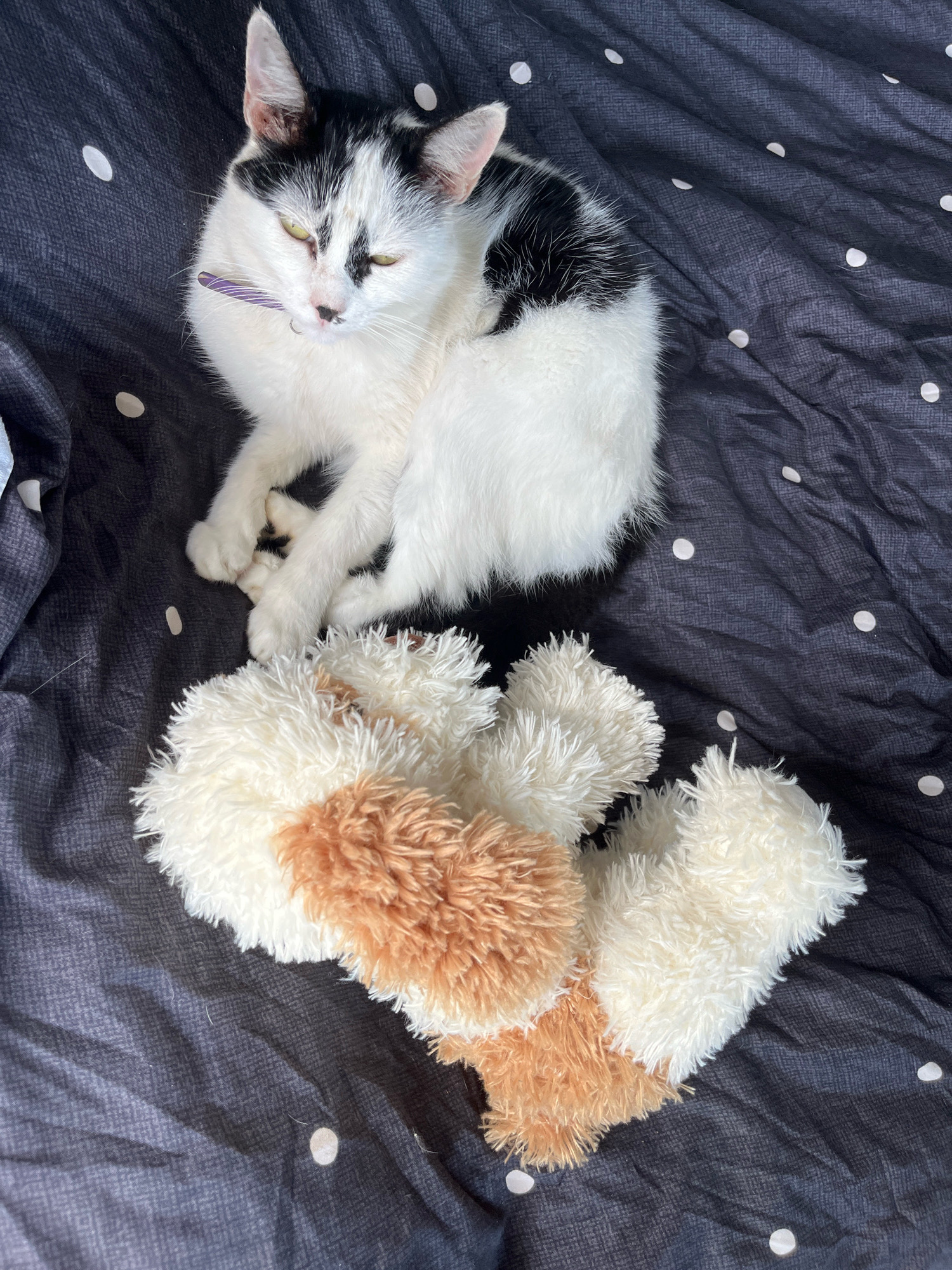 A black and white cat with green eyes lies on a dark gray, polka-dotted blanket. A purple object, possibly a toy or accessory, is held in the cat's mouth. In front of the cat are two plush, fuzzy slippers with brown and white coloration. The scene appears to be indoors. The location in the city of Ureki, Georgia is not determinable from the image.