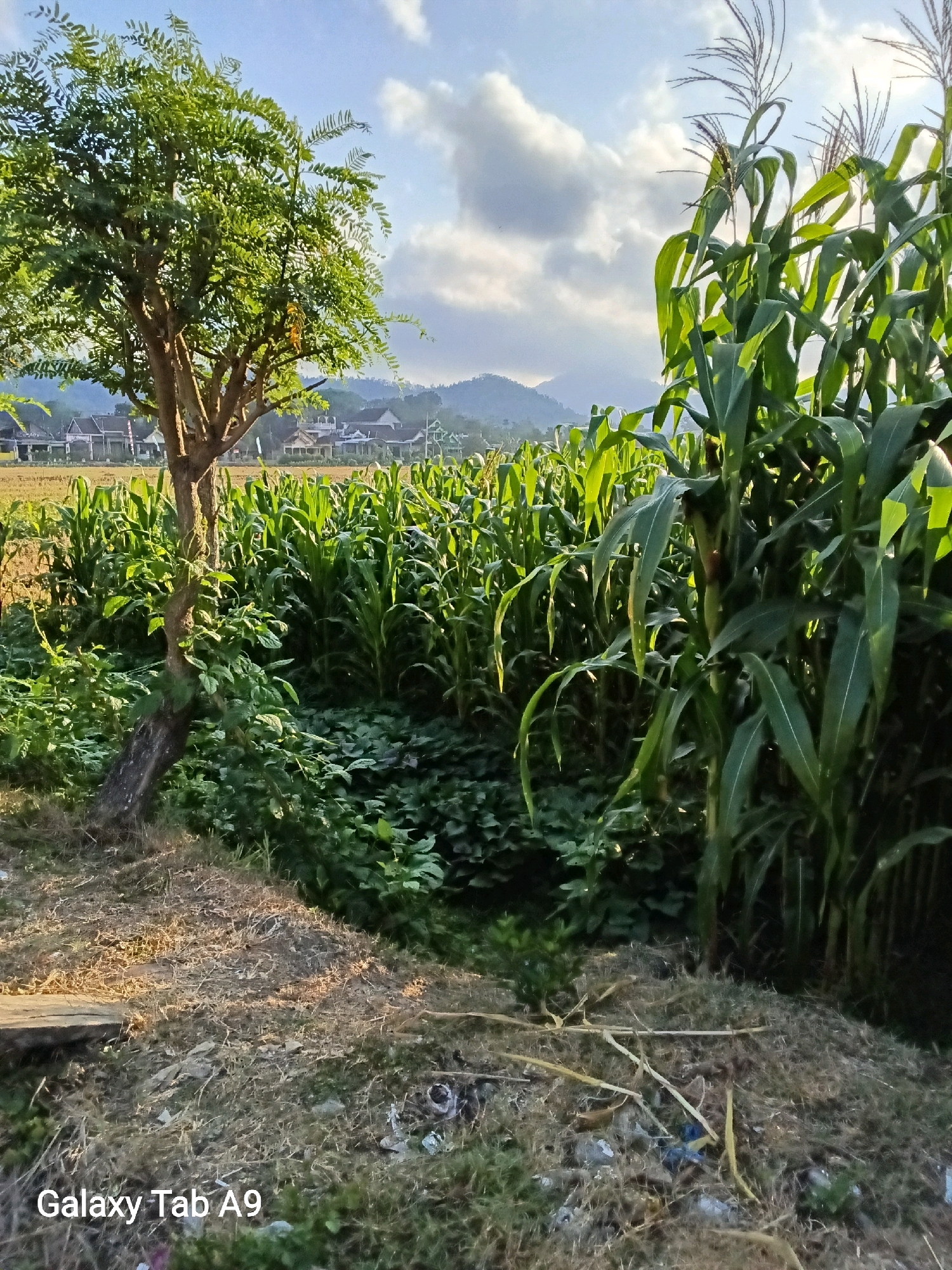 This is a vertical, medium-range shot of a rural landscape in Bendorejo, Indonesia. In the foreground, dry grasses and debris are scattered on the ground, with a wooden plank visible on the left. A lone tree with a thick trunk and green leaves stands on the left side of the frame, with a dense patch of green leafy plants below it. Behind the tree and the plants, a field of tall green corn stalks stretches into the background, their tops reaching towards the sky. In the far distance, a village with houses and buildings can be seen nestled among rolling hills under a bright blue sky with scattered white clouds. The sun appears to be either rising or setting, casting a warm glow on the scene. The overall impression is one of natural beauty and rural tranquility.