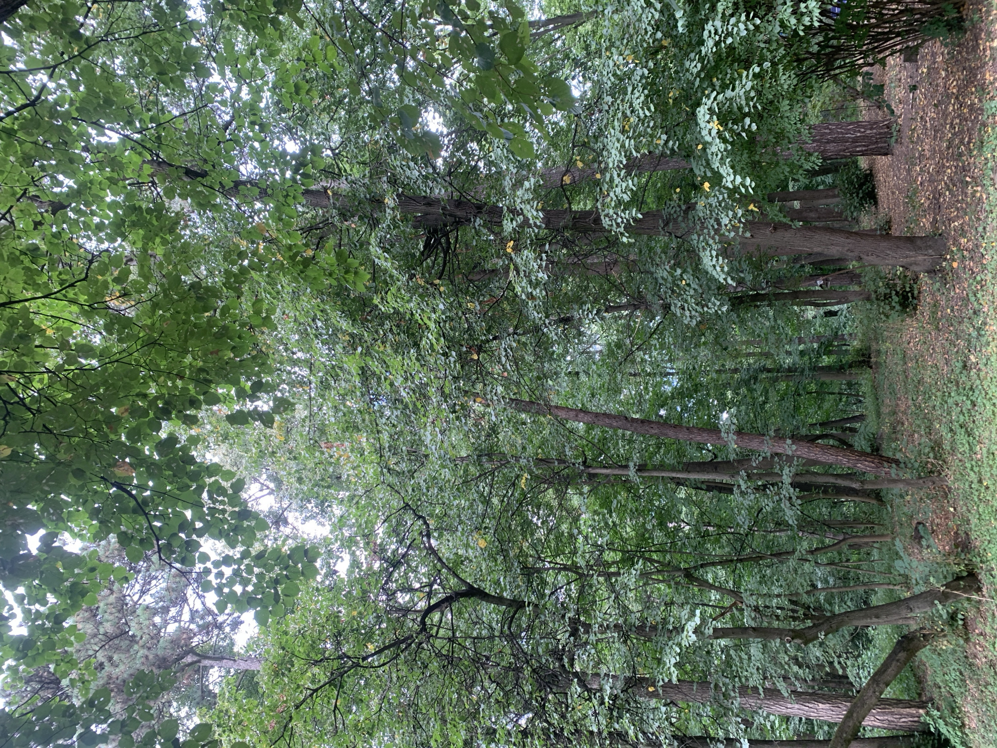 This is a vertical, medium-angle, full-shot photograph of a dense forest interior, possibly a park. The scene is dominated by numerous trees with lush green foliage and visible trunks of varying thickness and texture. The forest floor is covered in a carpet of green ground cover, interspersed with fallen leaves. Some trees have bare branches extending upwards, and a few scattered yellow leaves are visible amongst the green. The light filtering through the canopy suggests an overcast day. The image was taken in the city of Lviv, Ukraine. No people or animals are visible in the frame.