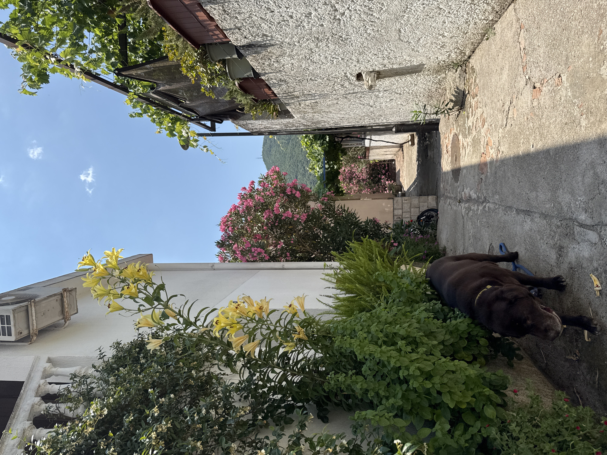 A dark-colored dog, possibly a Labrador Retriever, lies on the ground in a narrow alleyway, resting by a patch of lush green foliage. The dog wears a yellow collar and a blue leash is attached. The alley is bordered by textured, light-colored walls of buildings on either side, with some showing signs of age and damage. Overhanging vines with green leaves partially shade the scene, and in the background, a vibrant pink flowering shrub adds a splash of color. Further in the distance, a verdant, tree-covered mountain slopes upward under a clear blue sky with a few wispy clouds. Yellow lilies bloom prominently on the left side of the frame, cascading down from above. An air conditioning unit is visible on the white wall of a building to the left. The lighting suggests it is a sunny day, likely in the late afternoon or early morning, given the shadows cast across the ground. The setting appears to be a residential area, possibly in a Mediterranean or coastal town like Budva, Montenegro, characterized by its architecture and vegetation. The overall mood is peaceful and serene, with the dog appearing relaxed in its environment. No text is visible in the image.