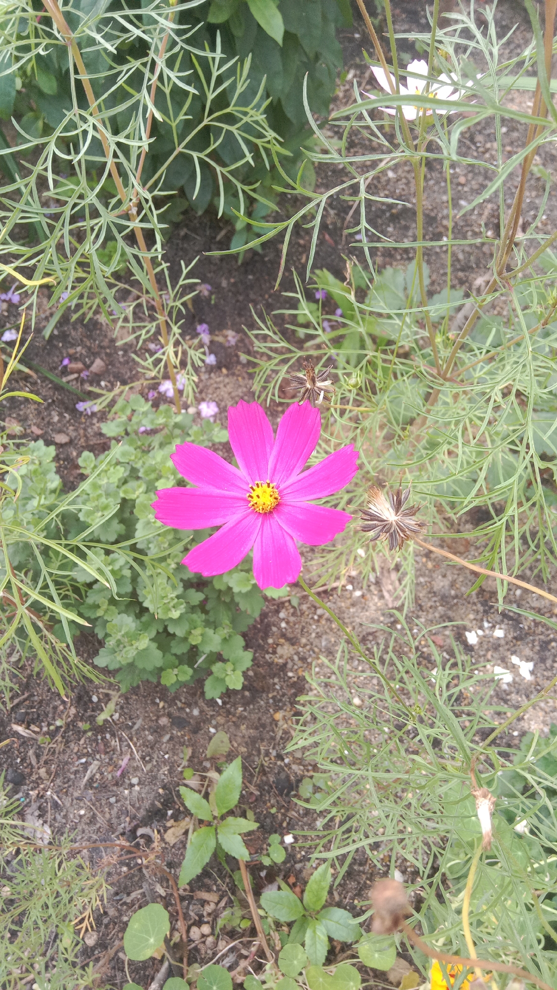A single, vibrant pink cosmos flower with a yellow center is in full bloom, positioned in the lower center of the frame. It is surrounded by feathery green foliage and dry seed pods. The ground appears to be a mix of soil and small stones. The background consists of more greenery and dappled sunlight, suggesting an outdoor setting. There are no people visible in the image. The scene is likely located in a garden or park within Petropavl, Kazakhstan.
