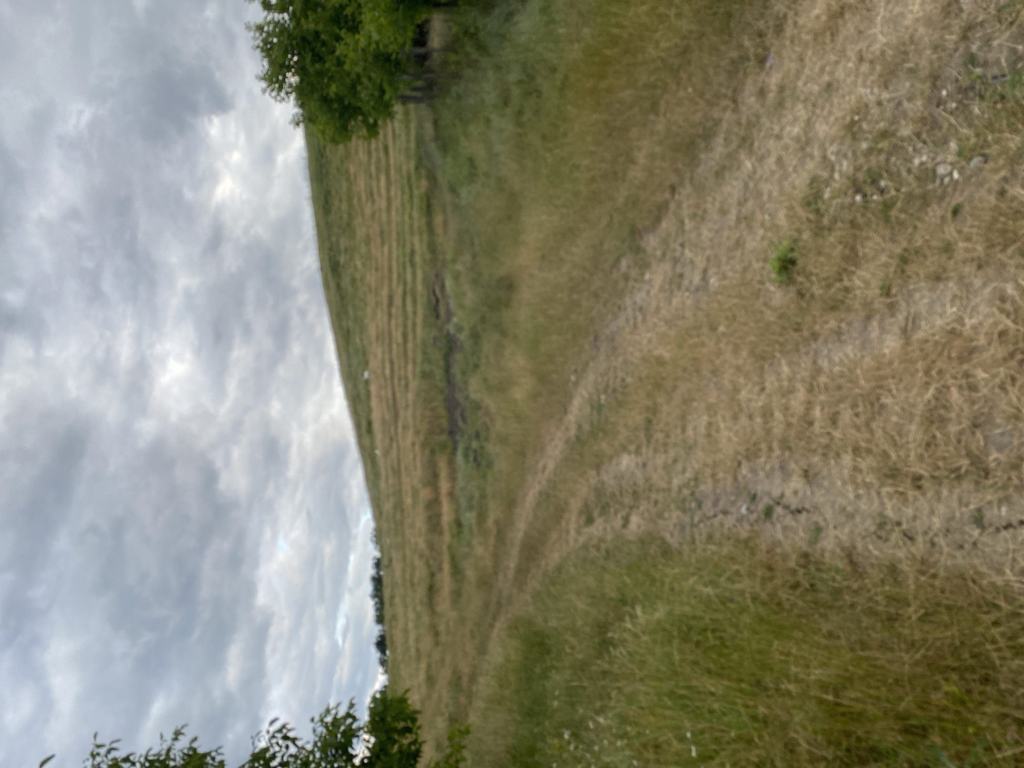 The image shows a rural landscape with a dirt road leading up a grassy hill. The sky is overcast with gray clouds. Trees are visible on the left and right sides of the image, with a line of trees in the distance along the top of the hill. Some faint white shapes, possibly sheep, are scattered on the hillside. The vegetation appears dry and sparse in places, suggesting a summer or late spring season. The scene is unpopulated and appears tranquil. The location is identified as Horodca, Moldova.