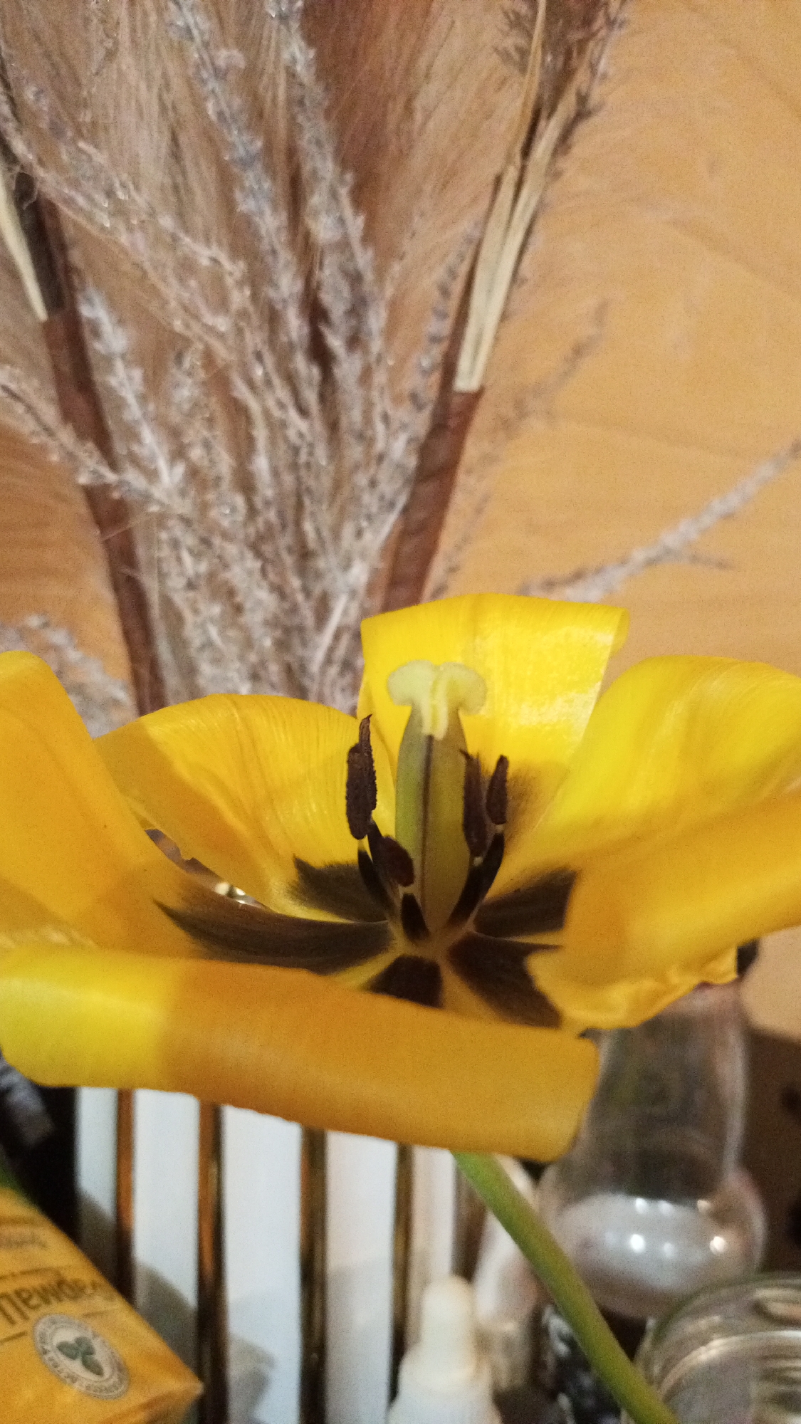 The image shows a close-up of a yellow tulip flower with dark brown or black markings near the base of the petals. The flower has a green stem and is positioned in front of a vase containing dried ornamental grasses or foliage. Below the flower and vase, a portion of a tea box labeled "NEWDEE" is visible, along with various small bottles or containers. The background is a plain yellowish wall. The image does not indicate a location in Юдино, Russia, or any specific geographical location. No people are visible in the image.