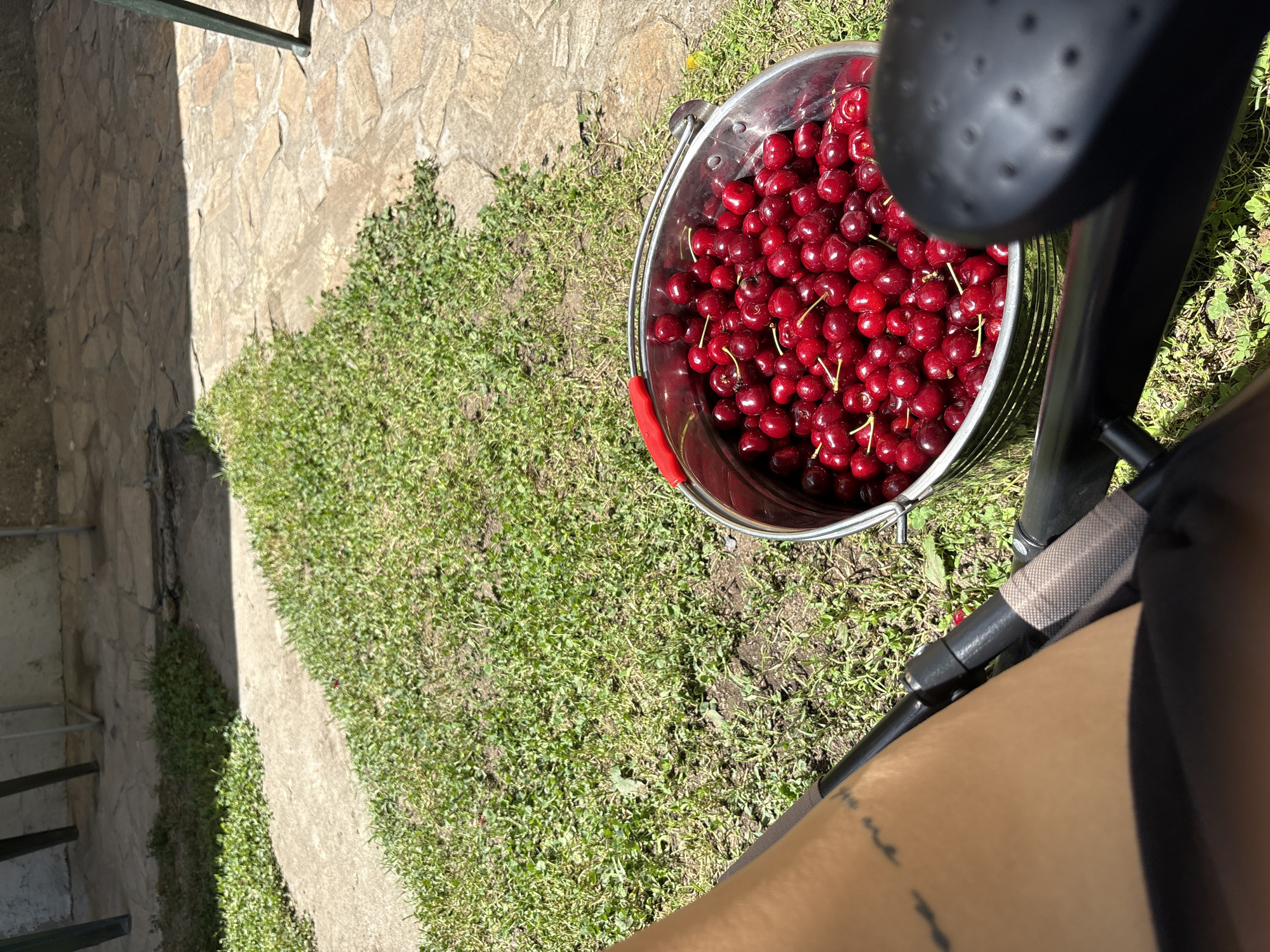 The image depicts a bucket full of fresh, ripe cherries on a sunny day. The bucket is made of metal and has a red handle. The cherries are a vibrant red color and appear plump and juicy. The bucket is placed on a patch of green grass, with a paved area visible in the background. In the foreground, a person's leg and arm are visible, suggesting they are sitting or reclining near the bucket. The overall scene evokes a sense of a pleasant outdoor activity, possibly a cherry-picking excursion. The location is identified as Tsalapitsa, Bulgaria, a place known for its agricultural landscape.