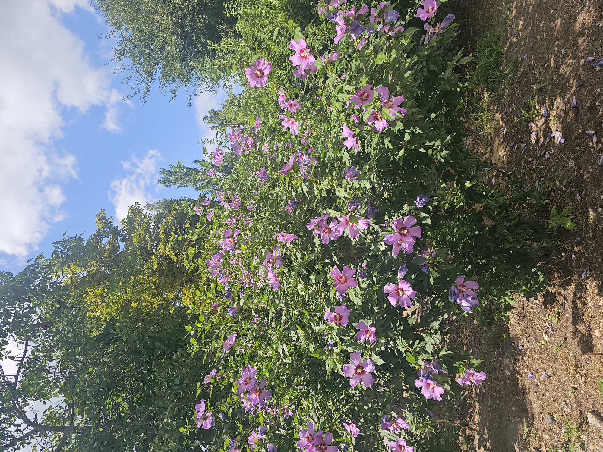 A flowering bush with numerous pink and purple hibiscus flowers is the central subject of this outdoor photograph. The bush is lush and full, with green leaves covering its branches. The flowers are in various stages of bloom, with some fully open and others still in bud. The ground around the bush is covered in dry soil and scattered fallen petals. In the background, tall green trees and a bright blue sky with white clouds are visible. The scene appears to be a park or garden setting in Skadovsk, Ukraine. There are no people or animals in the frame. The lighting suggests it is daytime, with sunlight casting shadows on the ground.