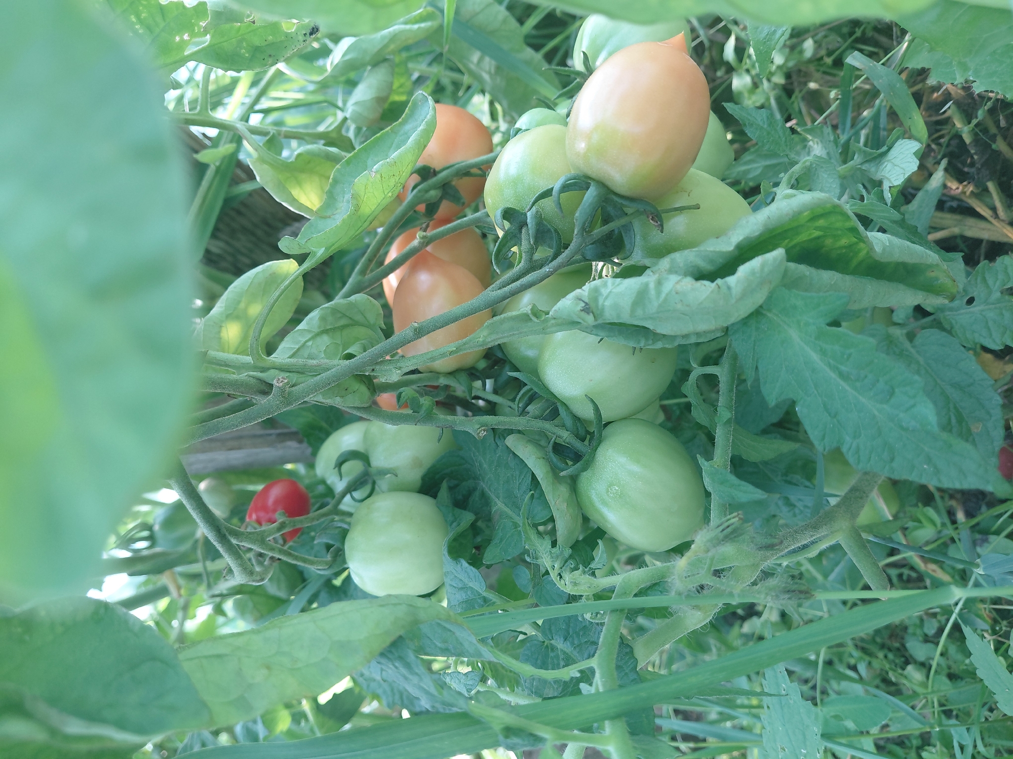 The image shows a close-up of tomato plants with several green and some ripening tomatoes on the vine. The tomatoes are of various sizes and shapes, with some appearing oval and others more round. The leaves of the tomato plants are a vibrant green, and some are slightly wilted. In the background, out-of-focus foliage and a wooden stake are visible. There is a single, small, bright red tomato at the top of the image. The lighting suggests it is daytime, with some sunlight filtering through the leaves. The image is taken from a low angle, looking up into the tomato plants. The scene appears to be an outdoor garden setting, consistent with a backyard or allotment in Malinovka, Russia. No people or animals are present.