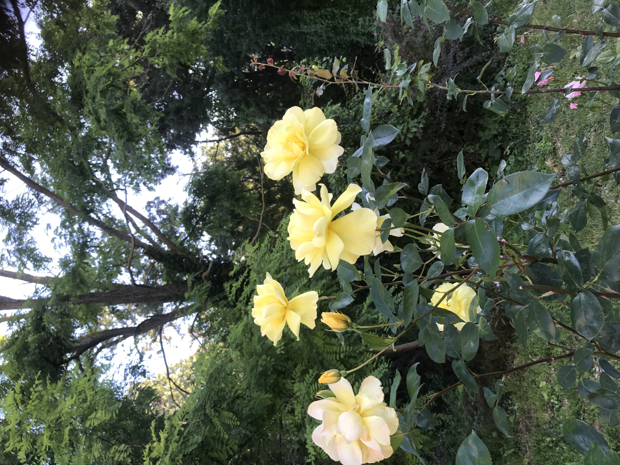 This is a medium-shot, eye-level photograph of yellow roses in bloom, set against a backdrop of lush green foliage and trees. The roses are the primary subjects, with several fully bloomed flowers and buds visible. The lighting suggests it is daytime, possibly late afternoon, as the light is soft and diffused. The overall setting appears to be a garden or park. The image is set in the Sea Garden (Morska Gradina) in Varna, Bulgaria, a well-known public park along the coast.