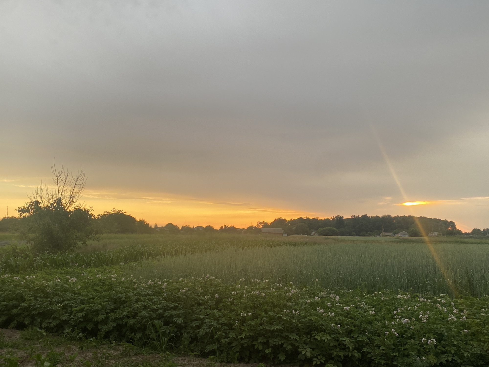 The image shows a wide shot of a rural landscape at sunset. In the foreground, there are rows of green potato plants with small white flowers. Behind the potato plants, there is a field of tall green crops, possibly wheat or corn. In the middle ground, there is a line of trees with some small buildings visible amongst them. The sky is filled with soft clouds, with the sunset casting an orange and yellow glow on the horizon. A beam of sunlight breaks through the clouds on the right side of the image. The overall scene is peaceful and serene, depicting a typical rural setting in the evening.