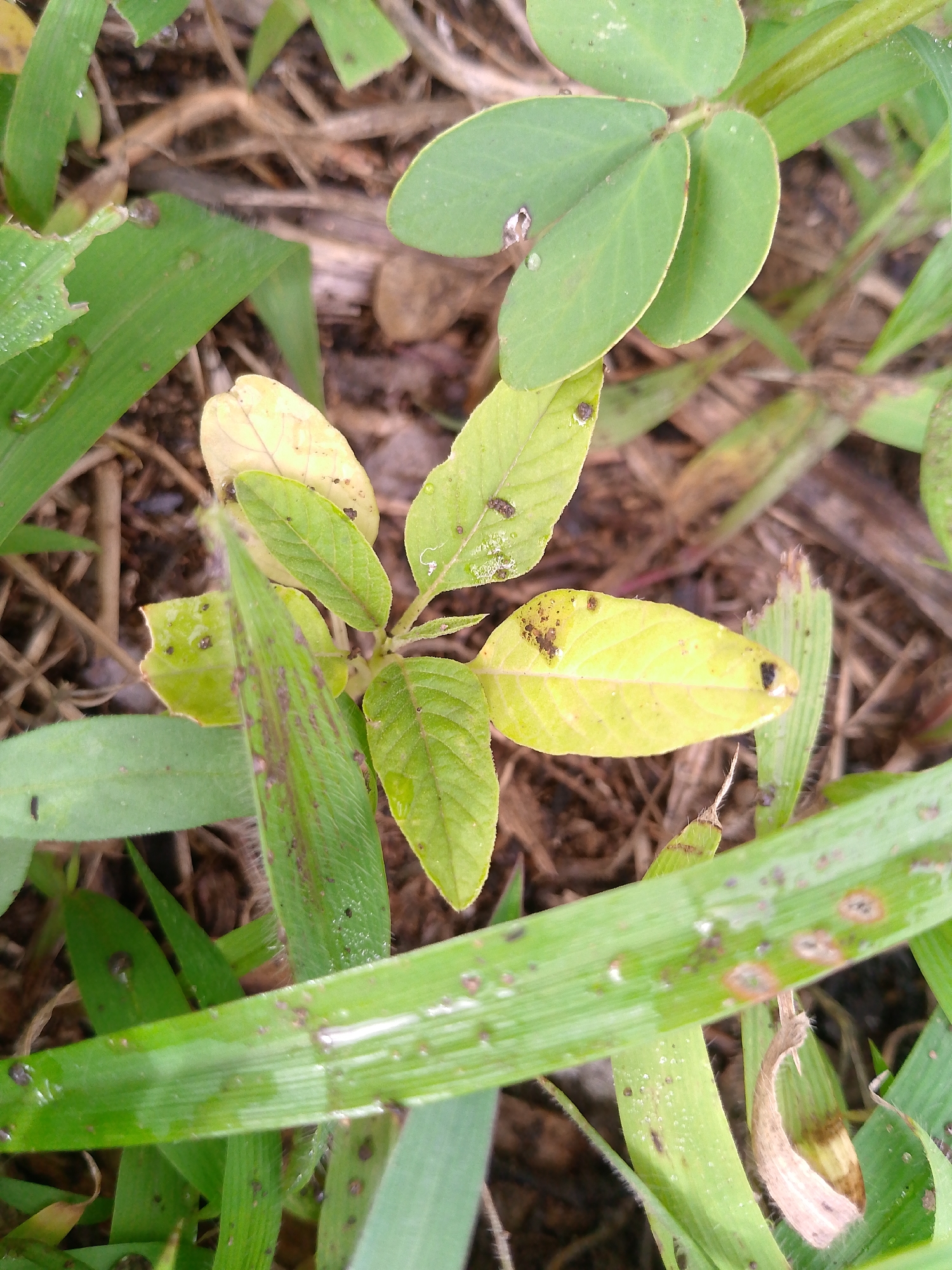 The scene depicts a close-up view of various plant life, likely a ground-level scene in Barikin Gidar Kanat, Nigeria. There is a small plant with yellowing leaves positioned centrally, surrounded by blades of grass and other foliage. The plants exhibit signs of possible damage or disease, indicated by discoloration and markings on the leaves. The background consists of decaying organic matter, like dried twigs and soil. There is no evidence of human presence or activity. The environment appears natural and undisturbed.
