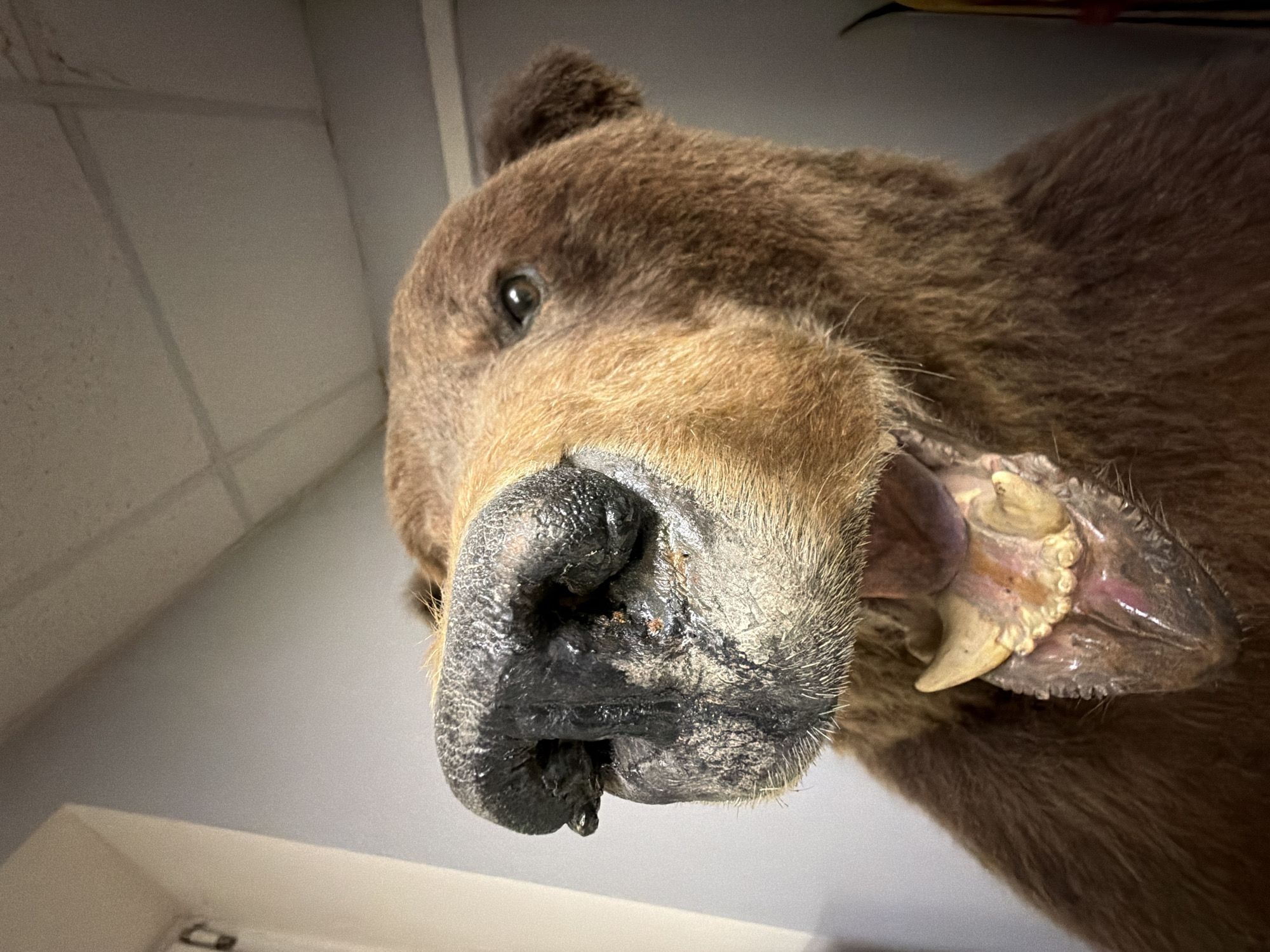 The image depicts a close-up, low-angle view of a taxidermied brown bear's head. The bear's dark, moist nose is prominent in the foreground, with a partially open mouth displaying its teeth and gums. The fur is brown and appears coarse. The background is out of focus, revealing a light-colored wall and ceiling. No information regarding the location in the city of Chaikovsky, Russia, is contained within the visual context.