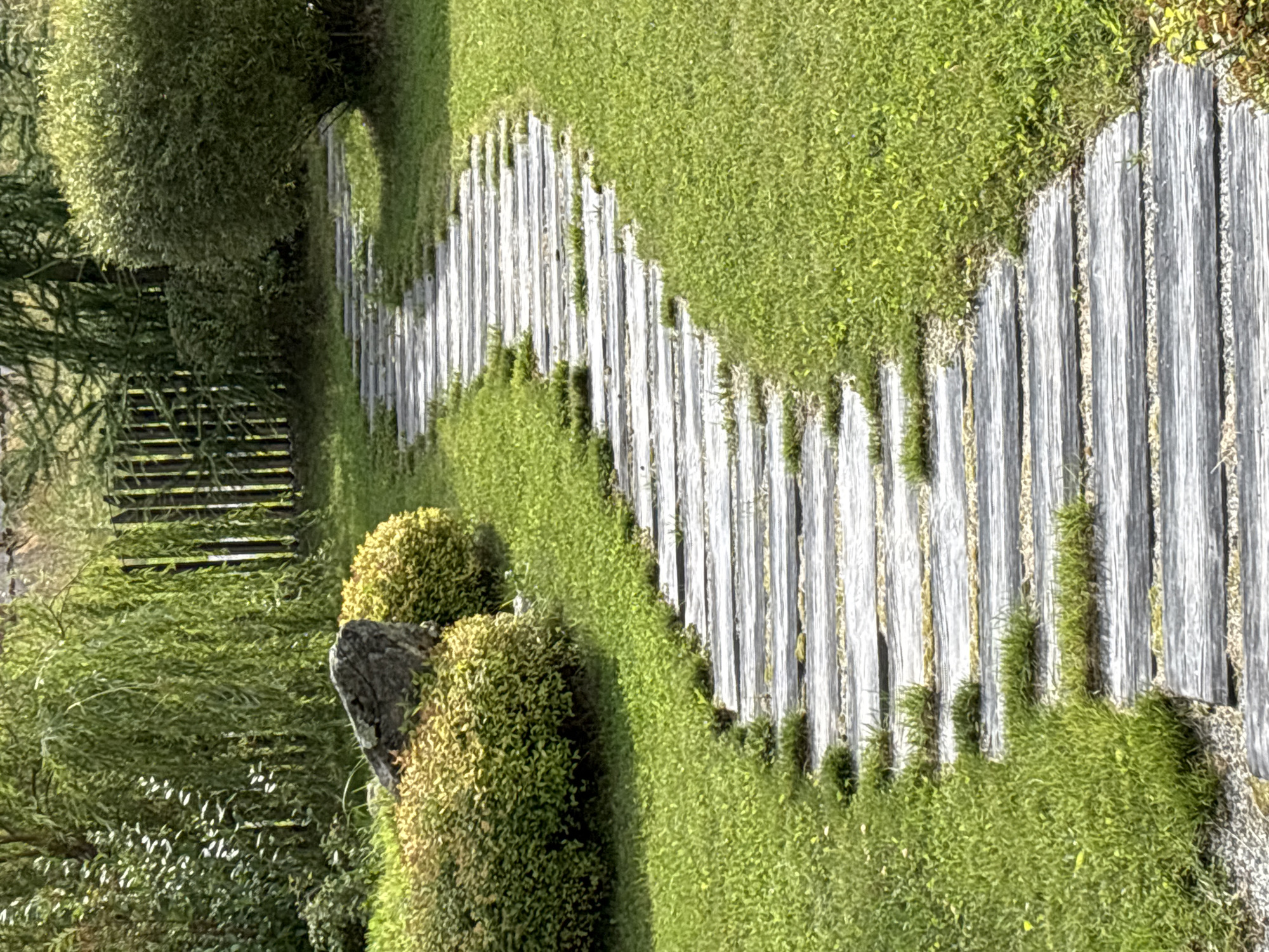 A winding garden path made of grey, weathered wooden planks stretches from the foreground to the background, curving to the right. The path is surrounded by lush green grass, with small tufts of grass growing in between the wooden planks. To the left of the path, there is a large grey rock resting on a dense, light green shrub. Further back, a weeping willow tree with long, drooping branches is visible. Behind the willow, a weathered wooden fence stands upright. To the right of the path, a large, rounded green bush is prominent. The scene depicts a tranquil garden setting, bathed in sunlight. The location is not specified in the image.